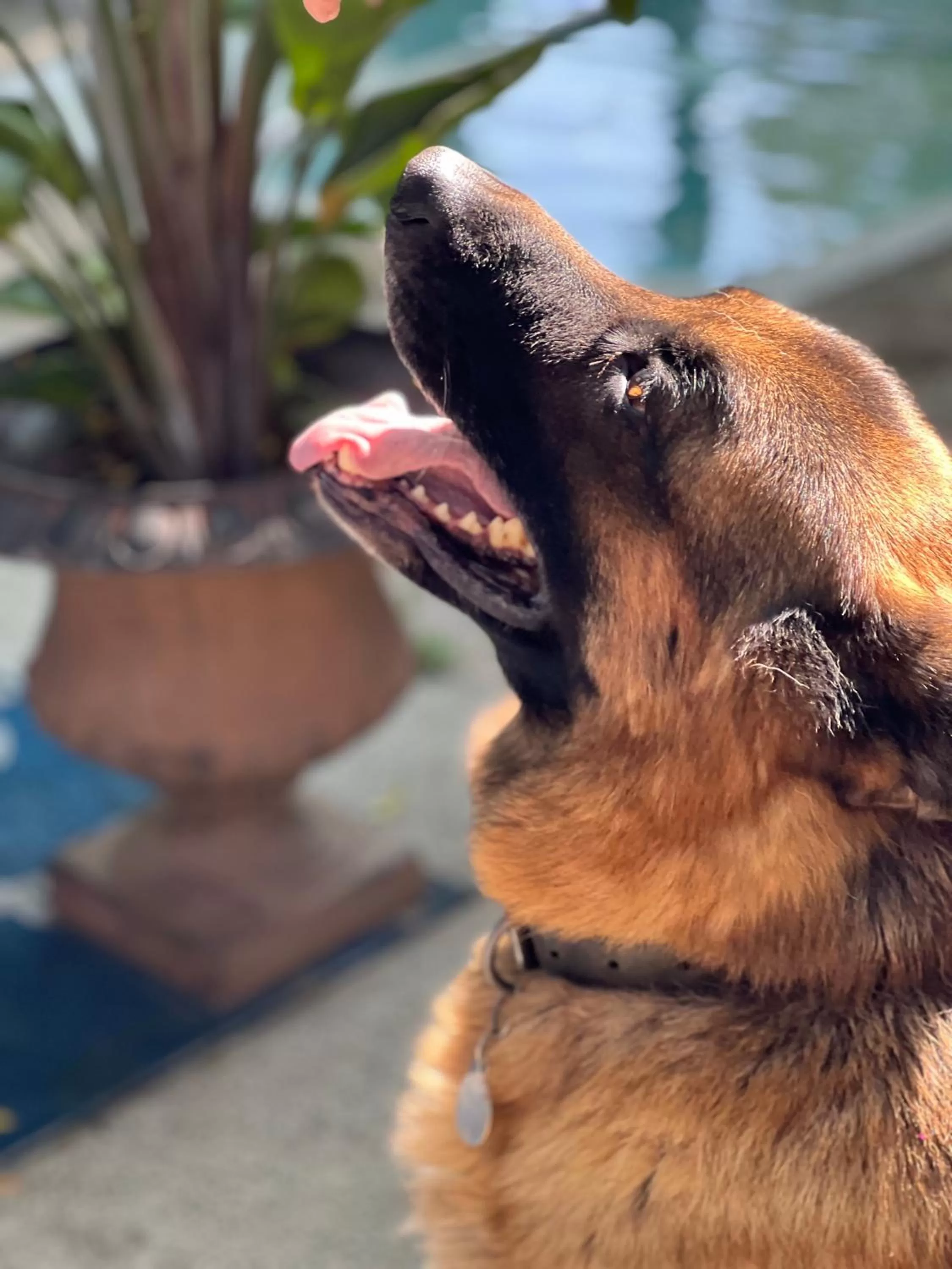 Pets in Gîte du Caméléon