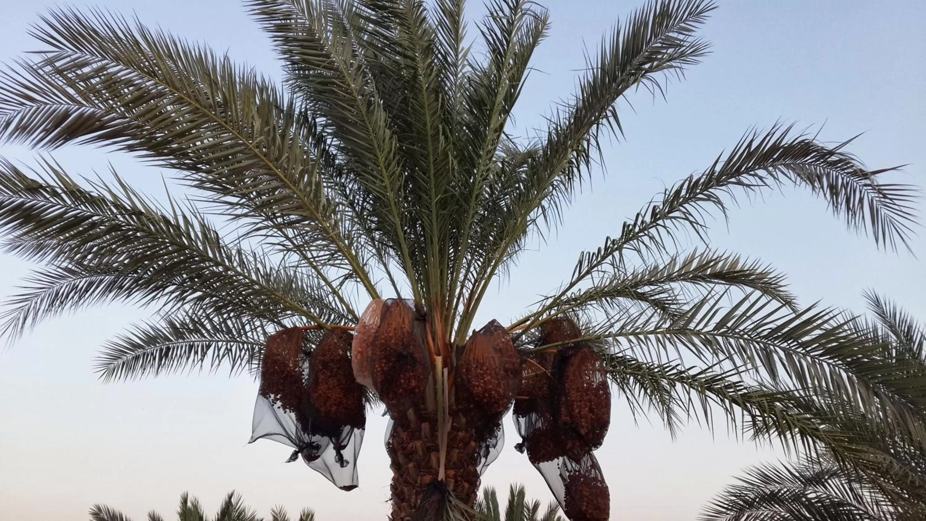 Garden in Auberg-Inn Guesthouse