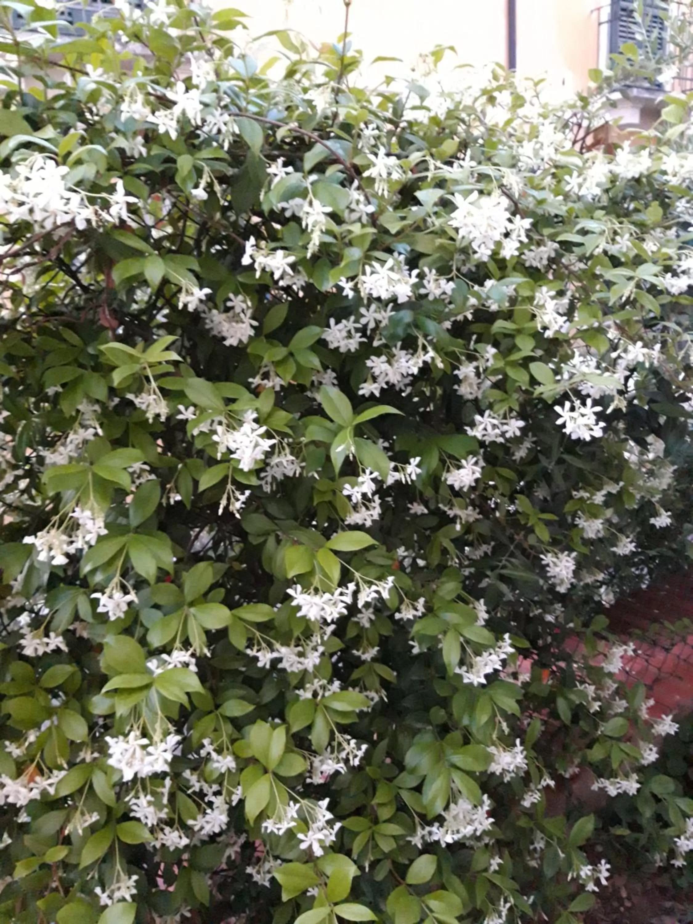 Garden in In Vino Veritas