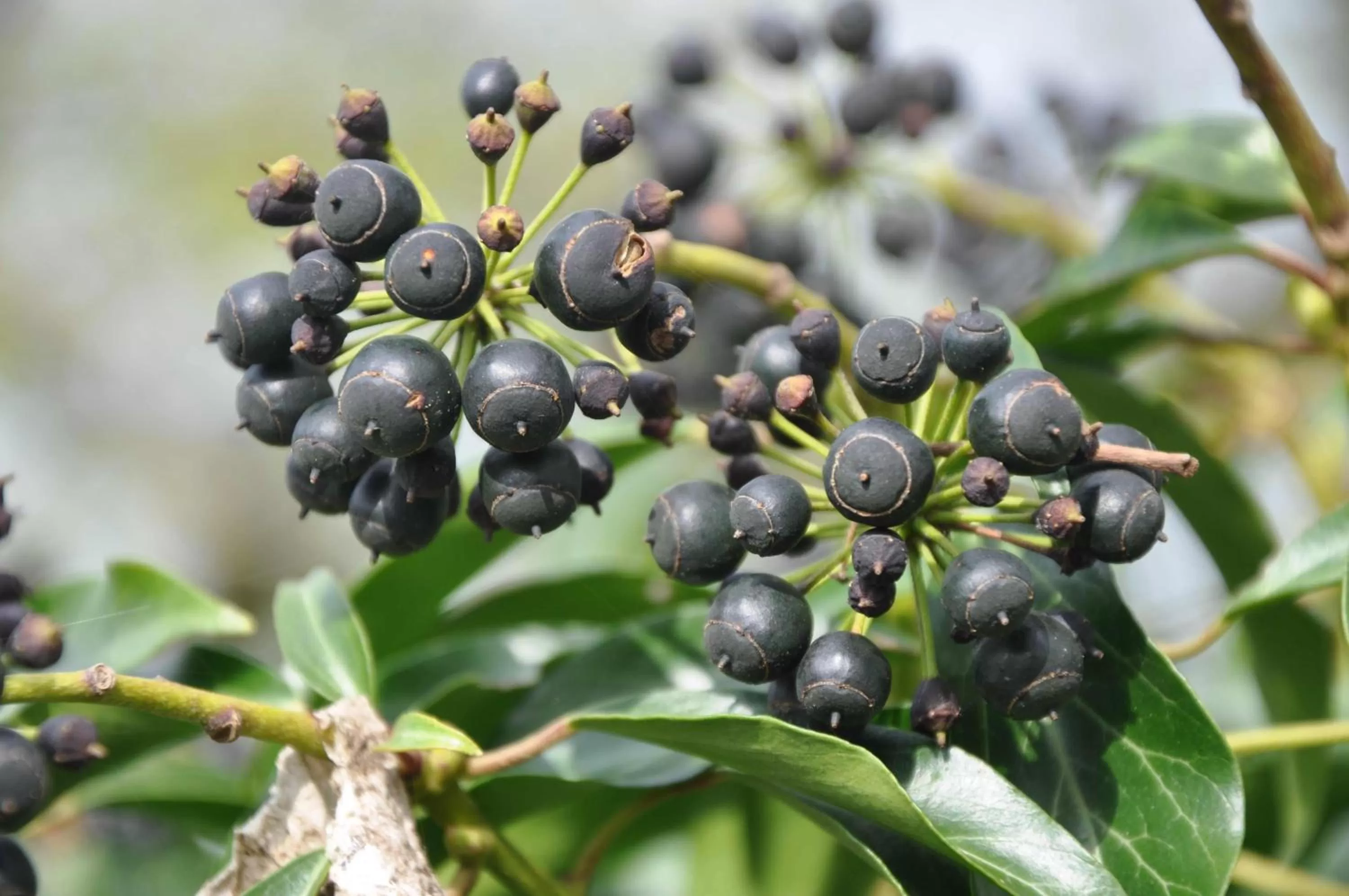 Other, Food in Bed and Breakfast Bavaria München