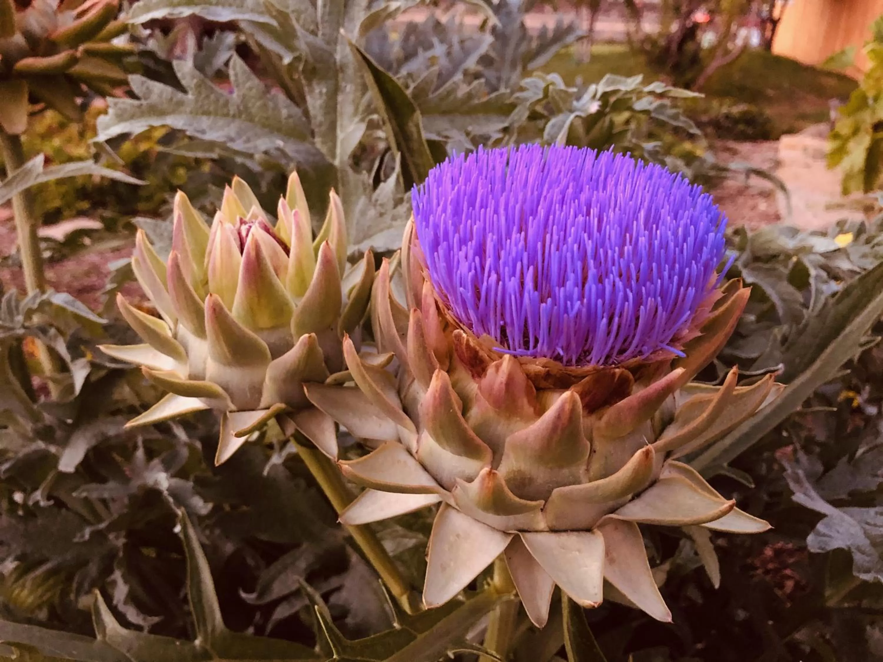 Garden in The Loubird Inn