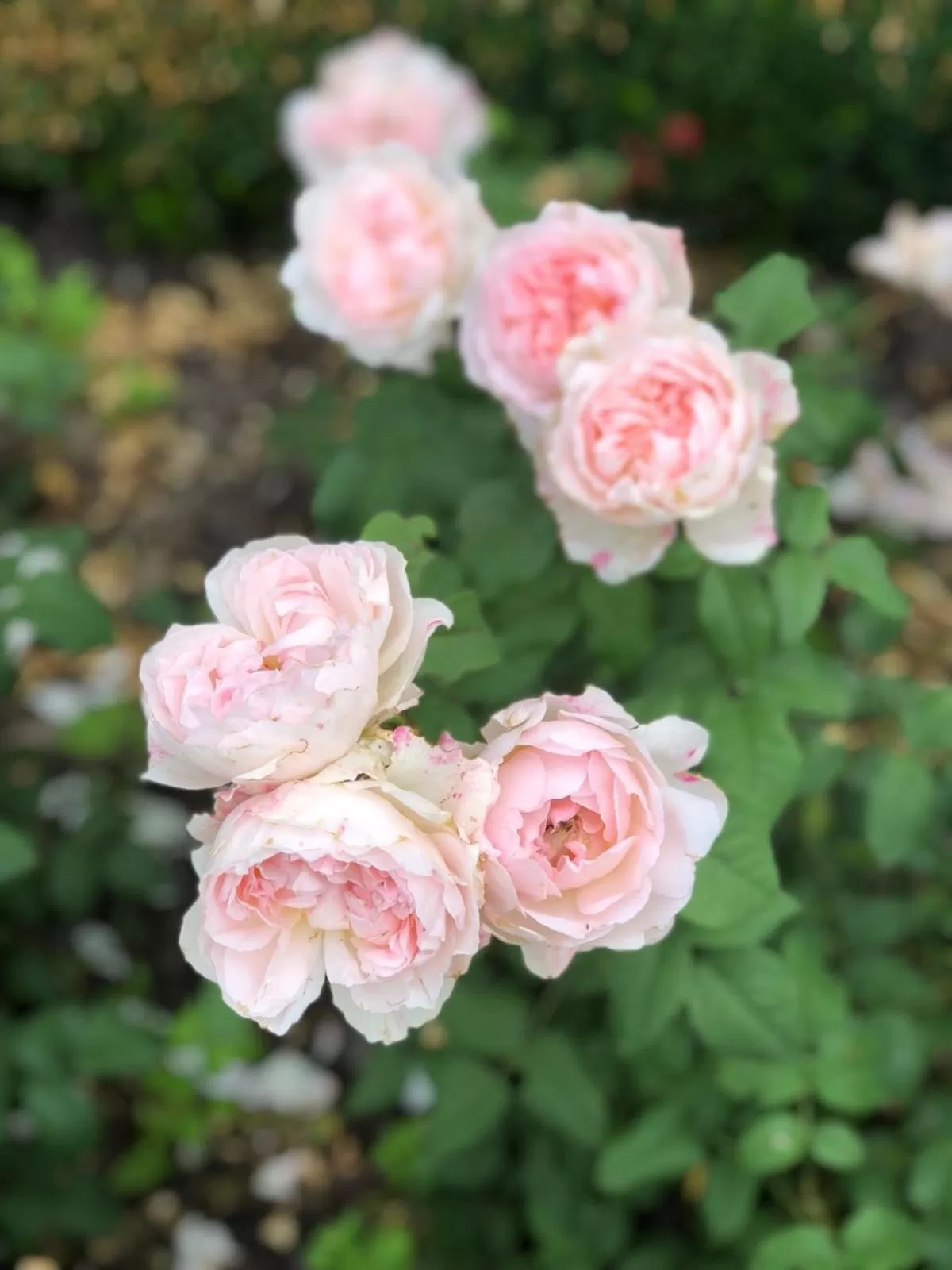 Other in Boerenhofstede de Overhorn