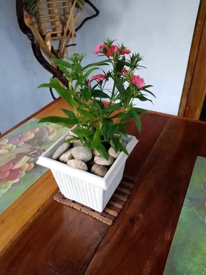 The Horizon Root Inn