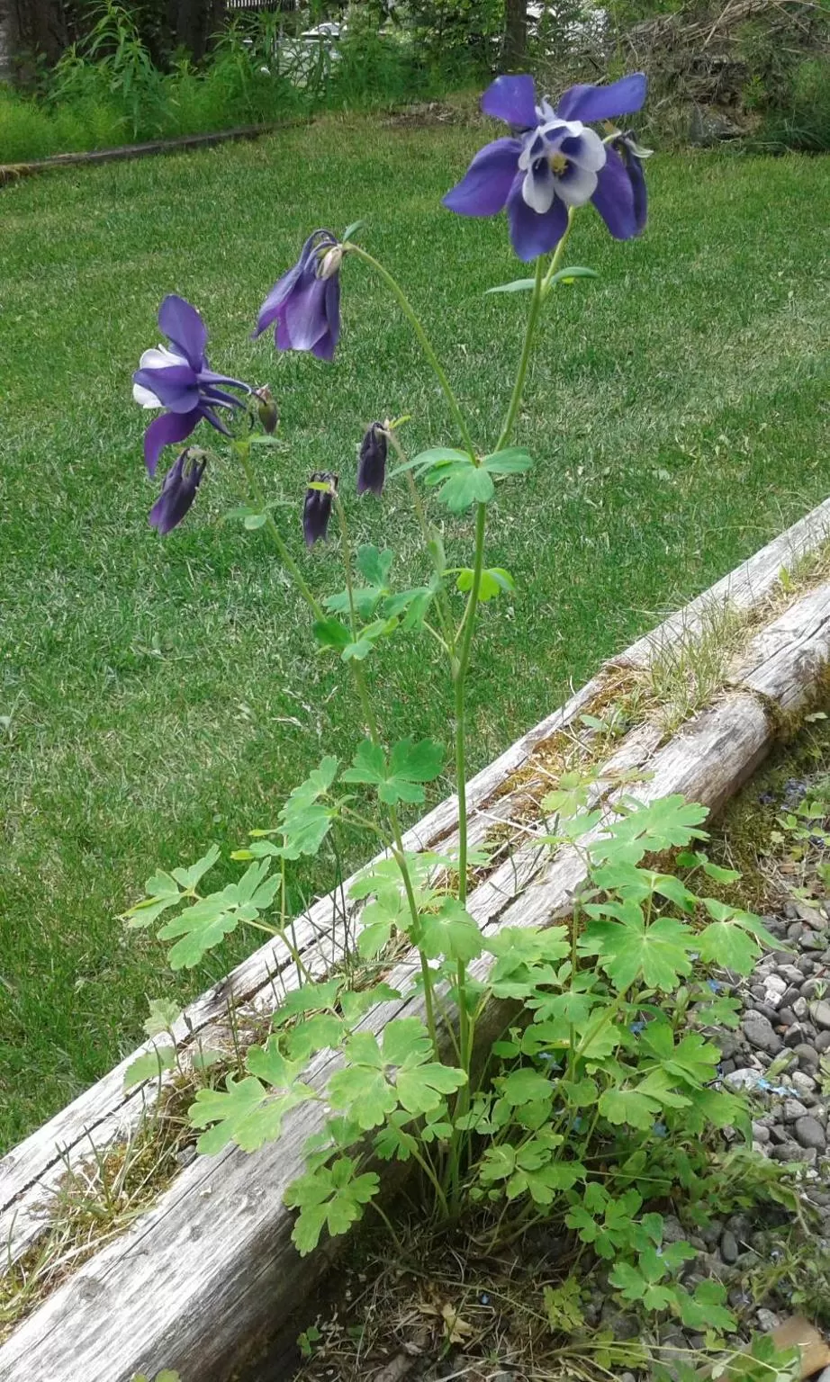 Alaska Chalet Bed & Breakfast