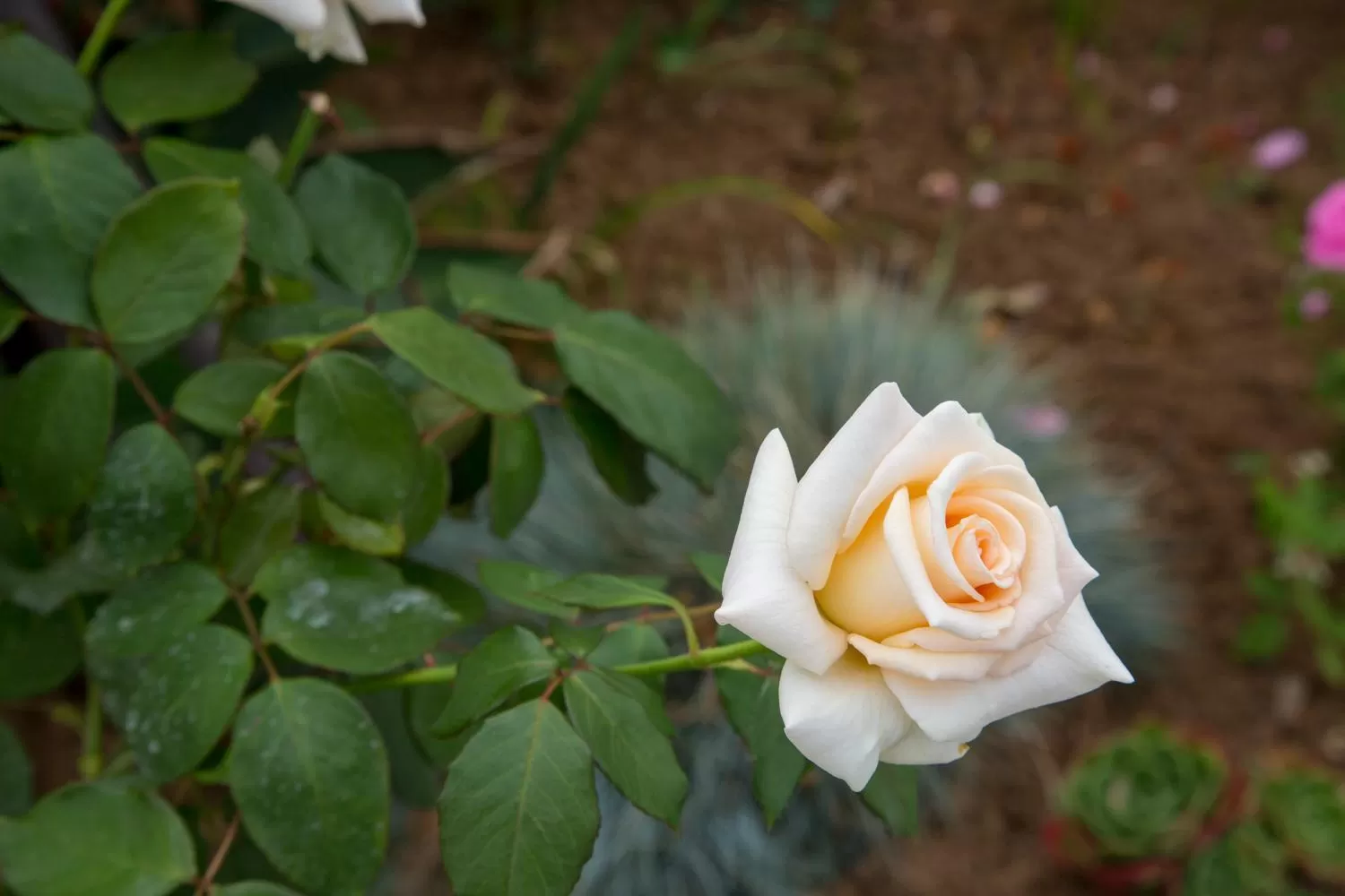 Spring in Bri-Shel Manor B&B