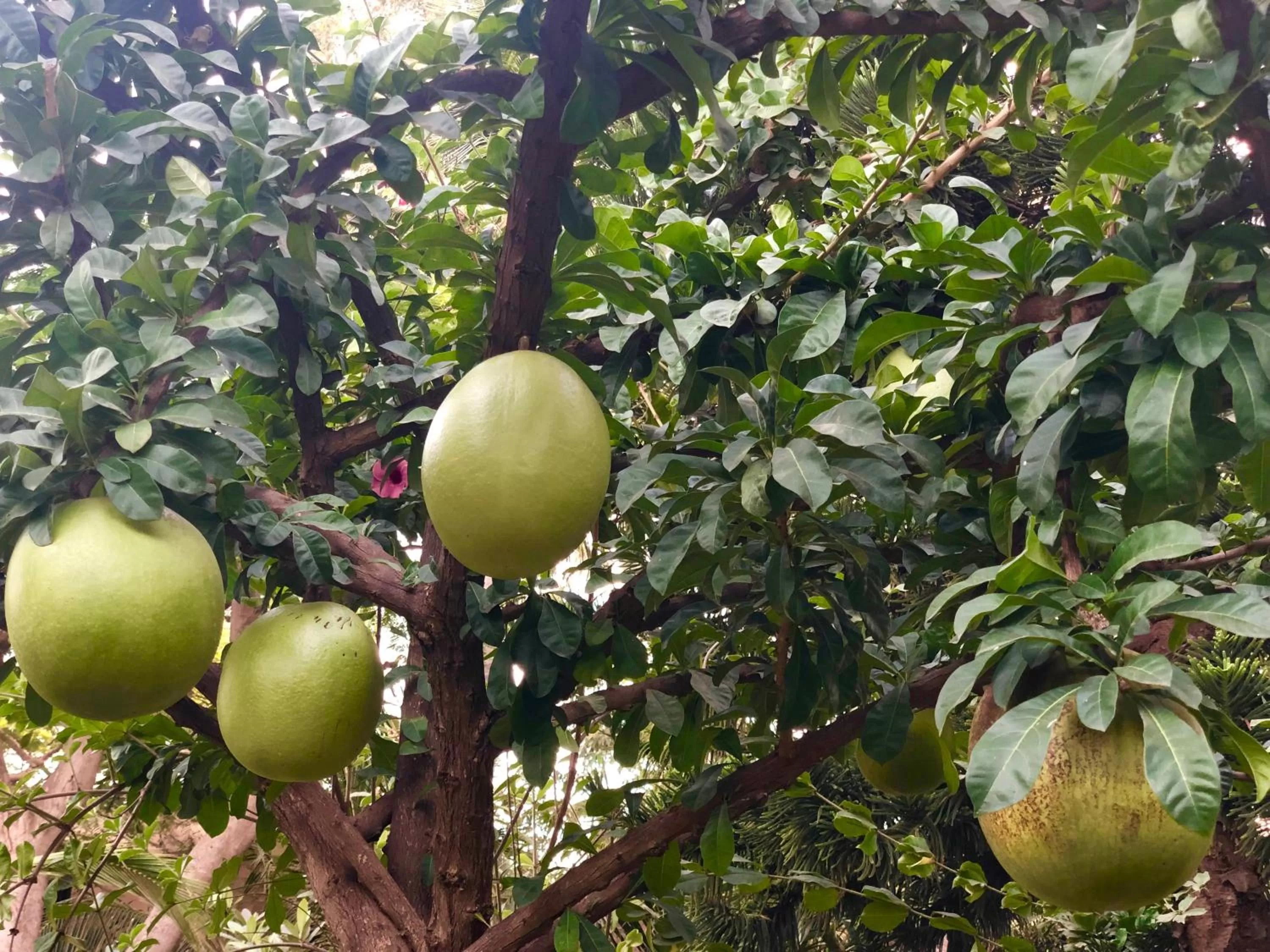 Garden in Hotel Jardin Savana Dakar