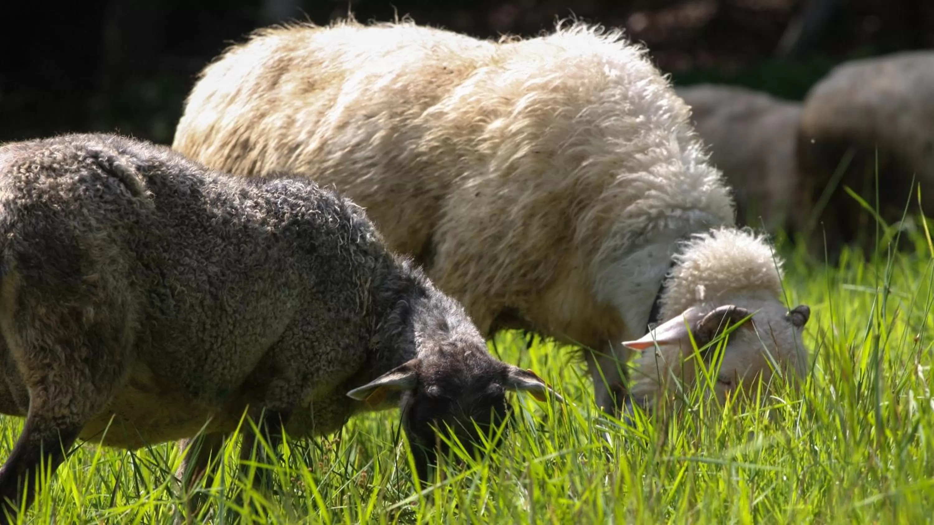 Pokoje w Oberży Czarny Groń