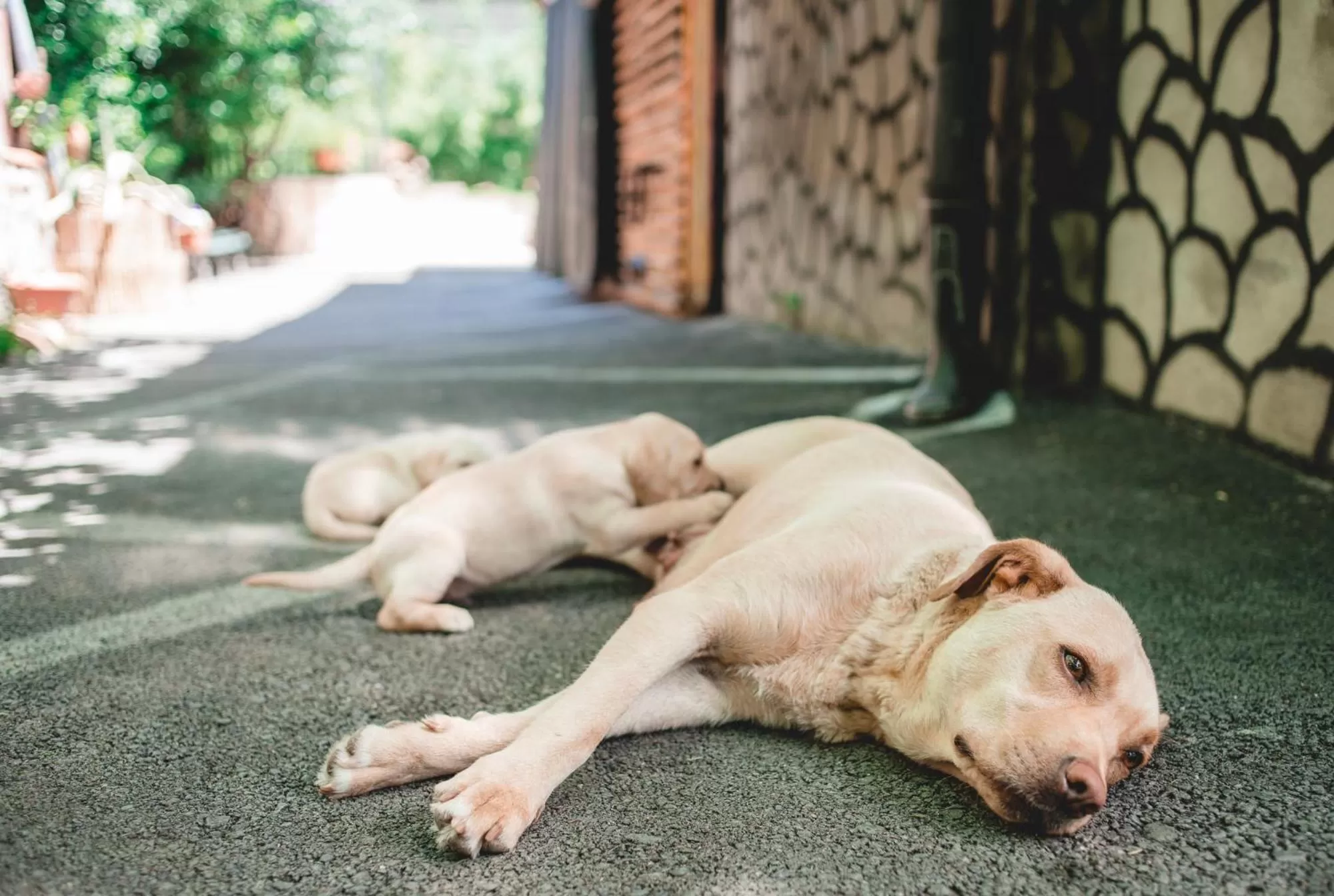 Animals, Pets in Qilimcha's Guesthouse