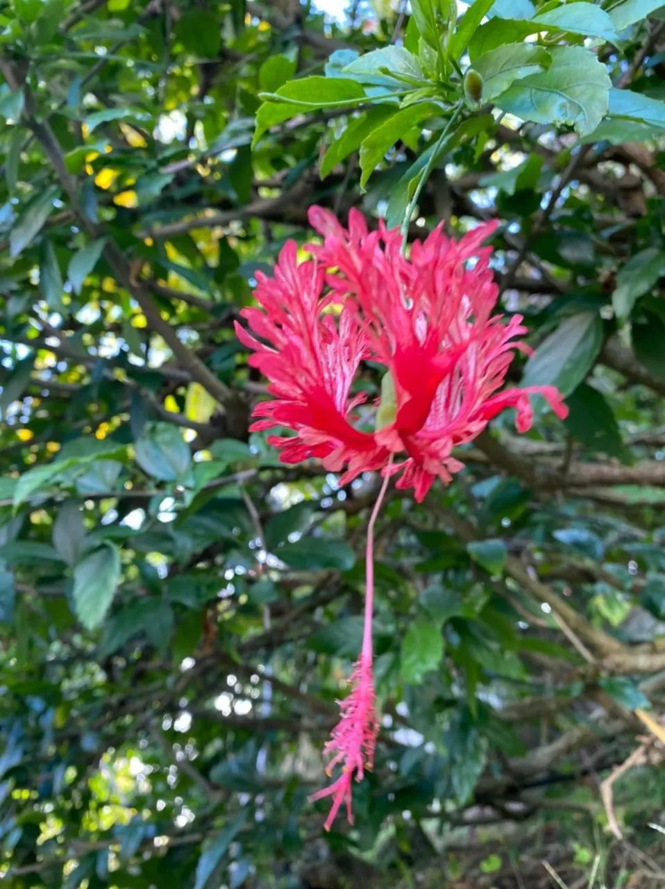 Villa Cajou (Chambre d'hôtes chez l'habitant)