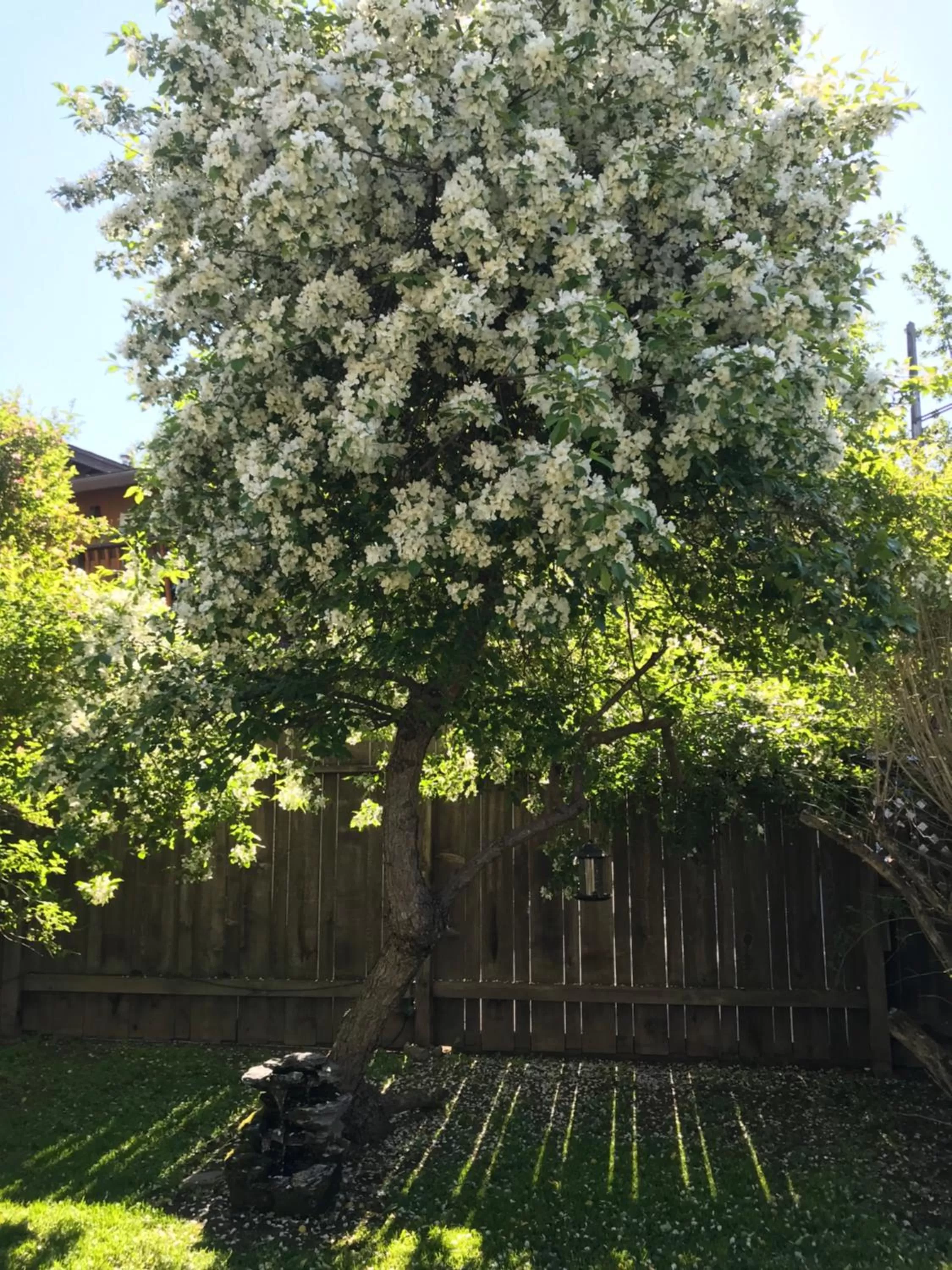 Garden view in Gardenside Bed and Breakfast