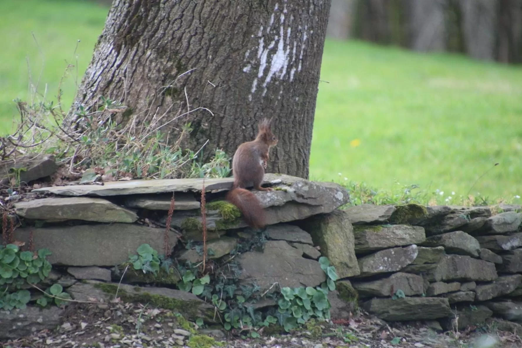 Natural landscape, Other Animals in Chambres d'hôtes, Zimmer, Domaine de Kervennec