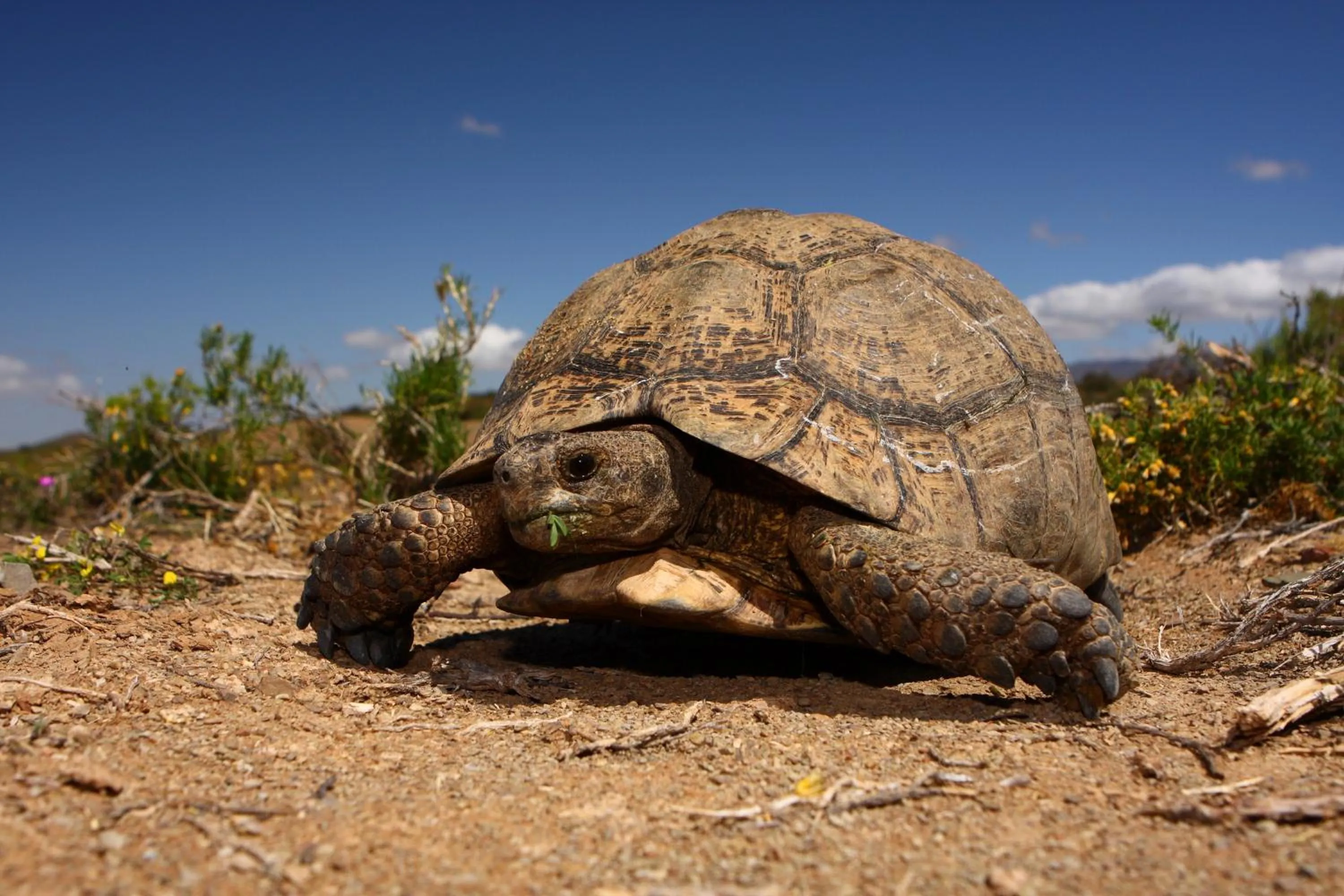 Animals in Sanbona Wildlife Reserve
