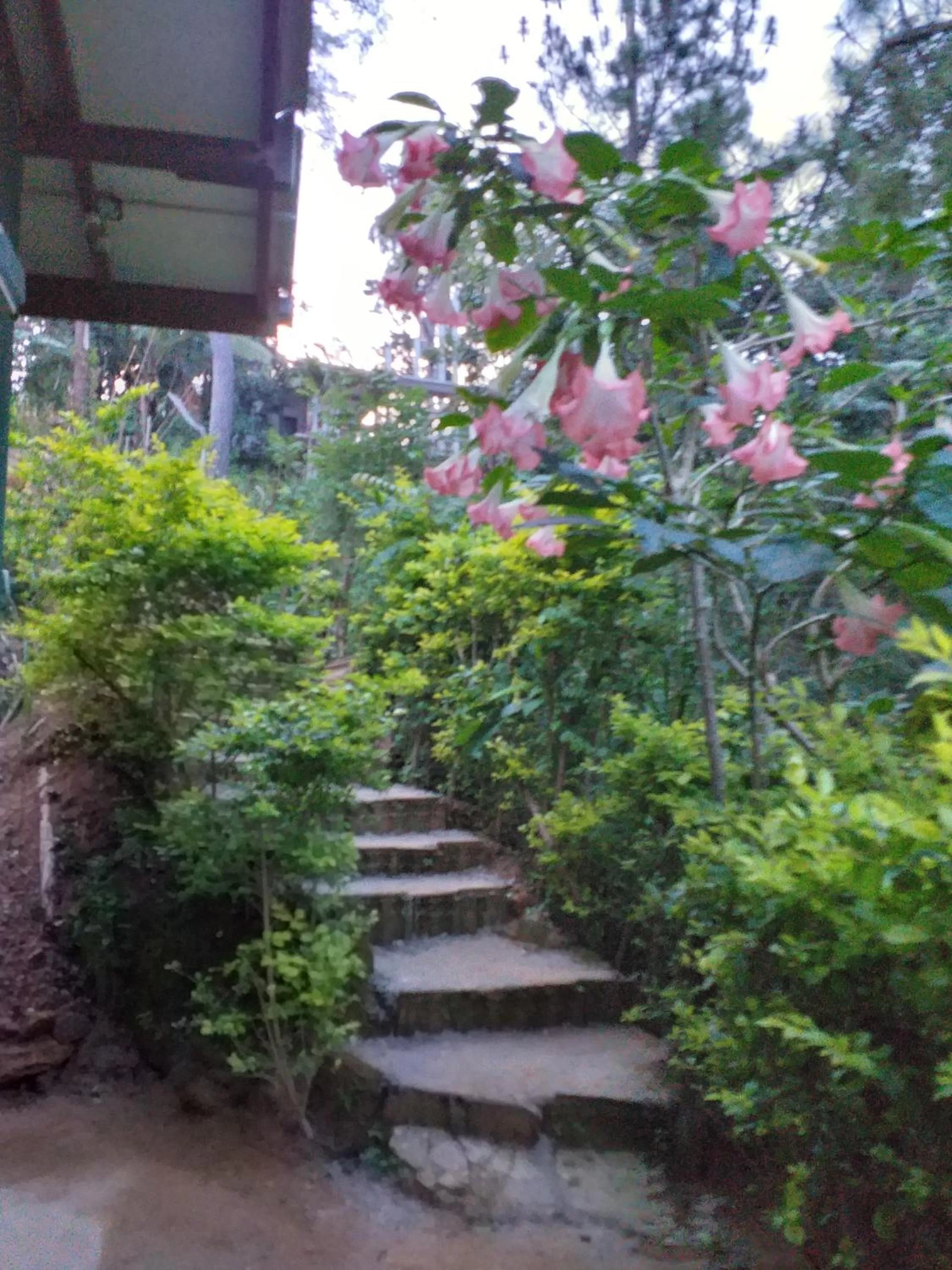 Garden in Dream view