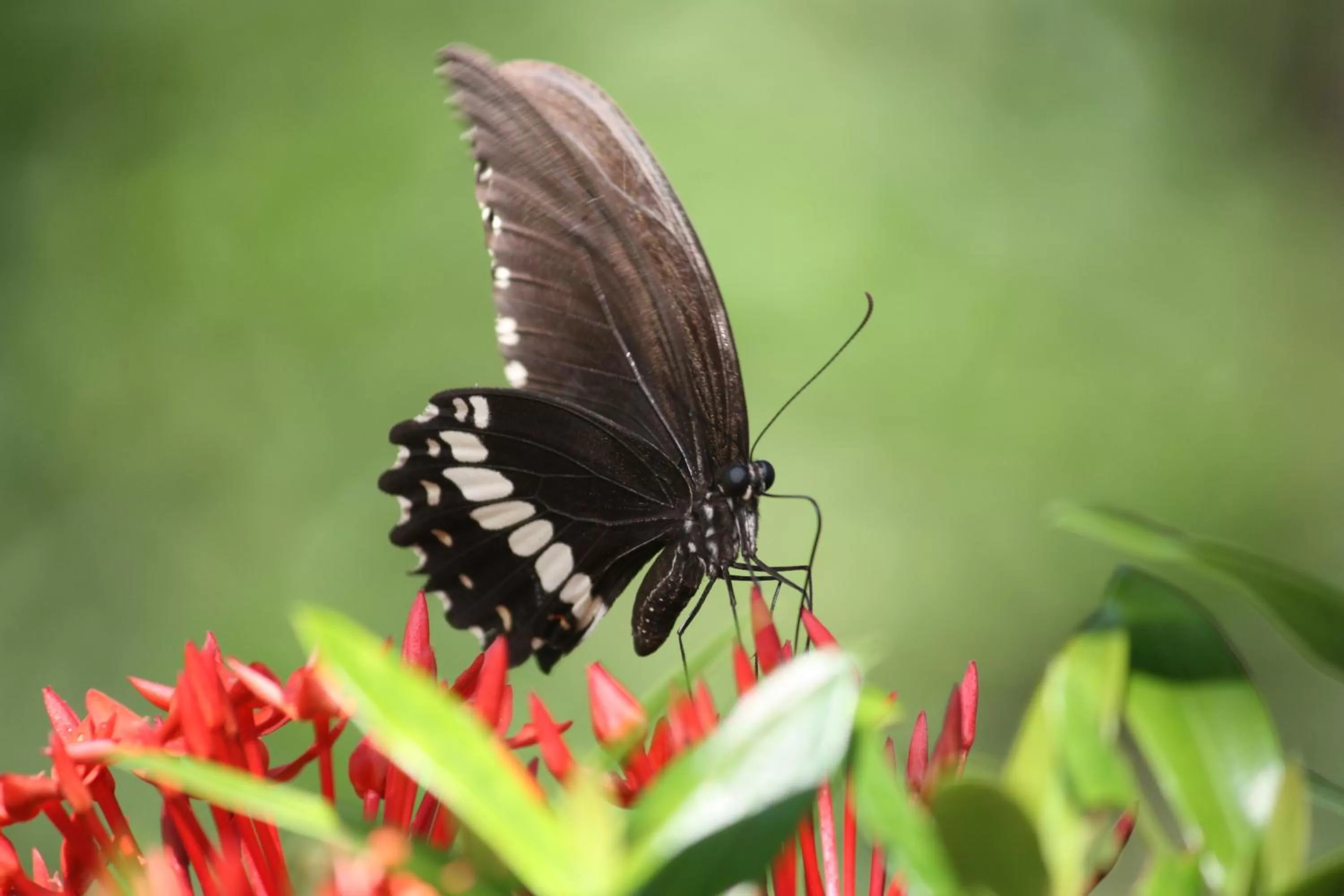Garden in Top Resort