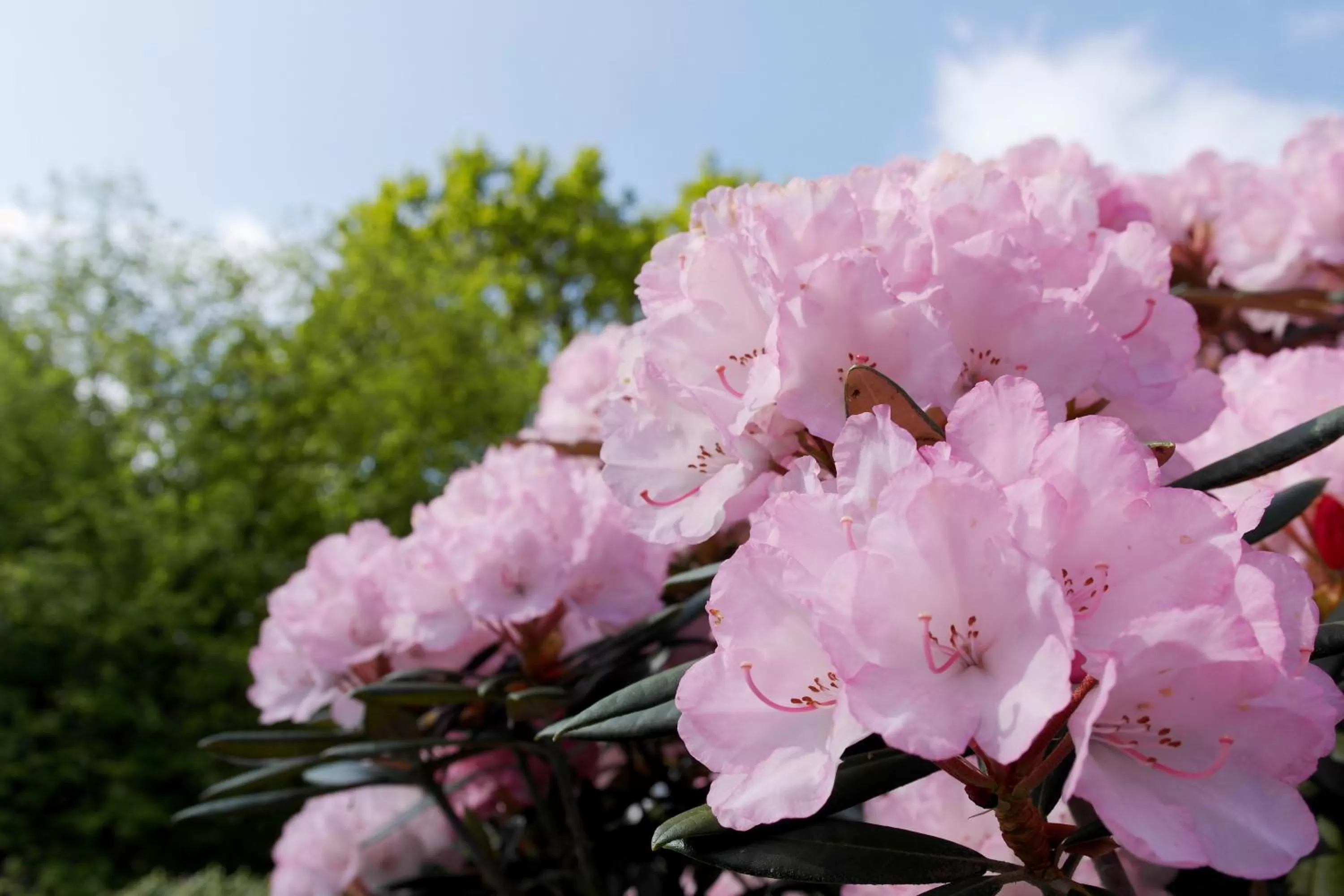 Spring in Hotel Blauer Fasan