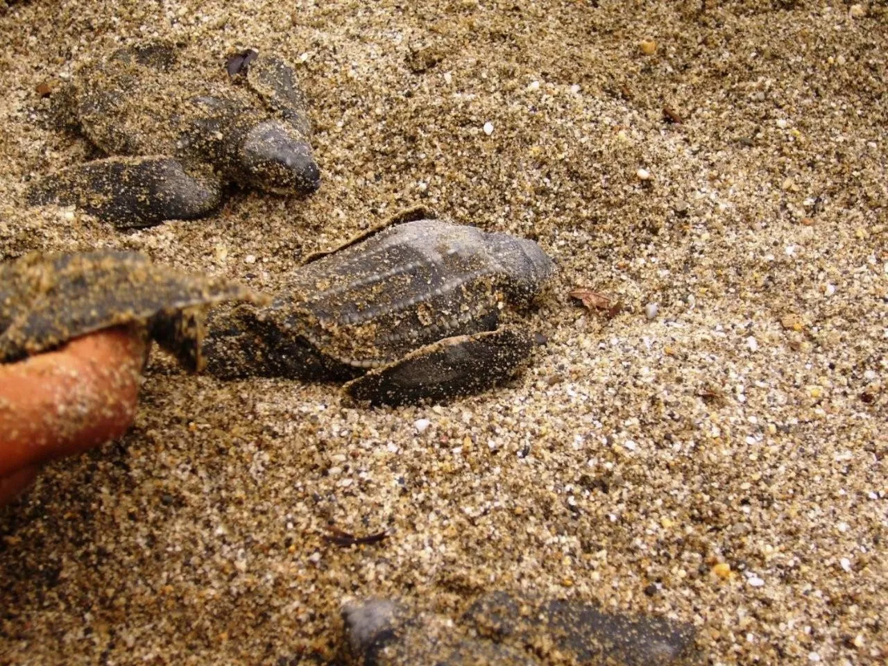 Beach, Other Animals in Acajou Hotel