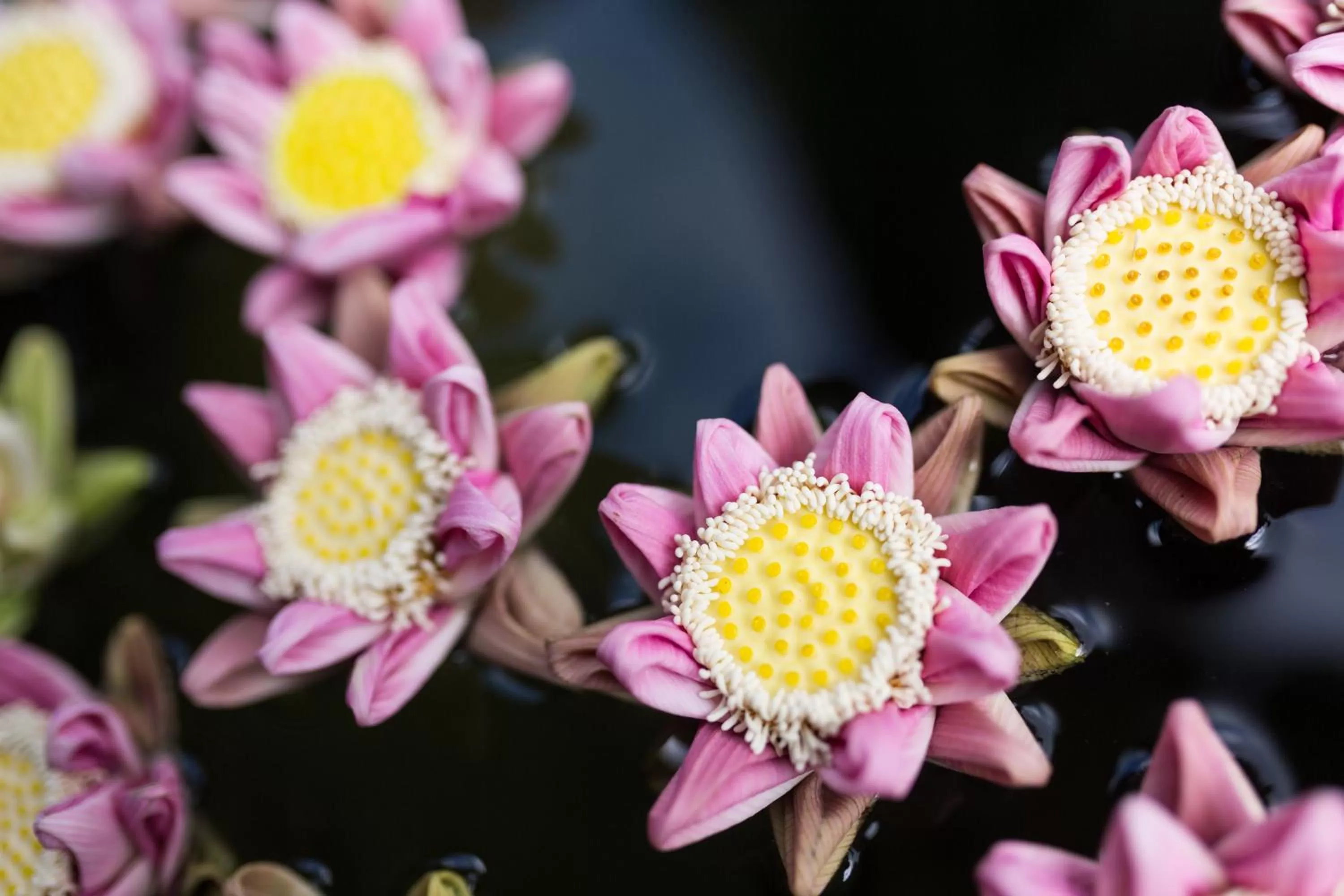 View (from property/room) in Java Wooden Villa & Residence