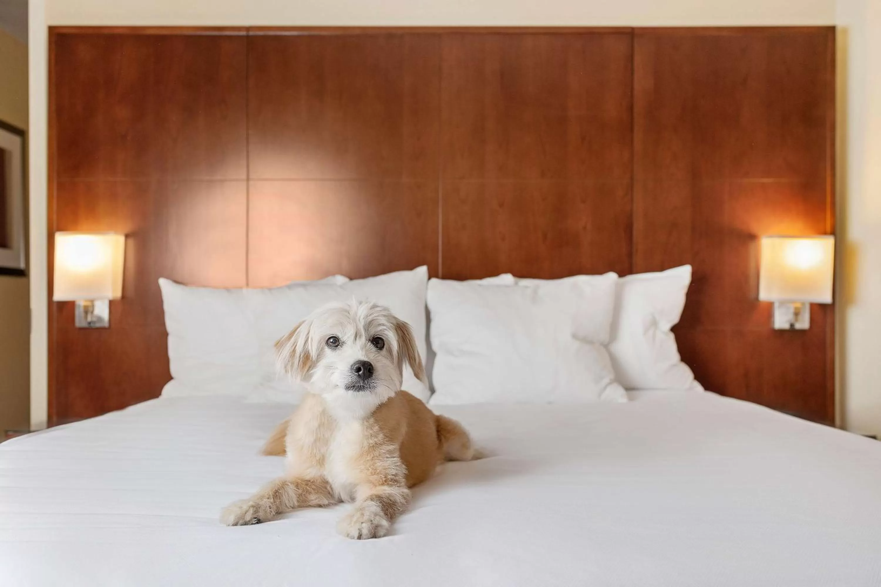 Photo of the whole room, Bed in Hyatt Regency Houston Downtown