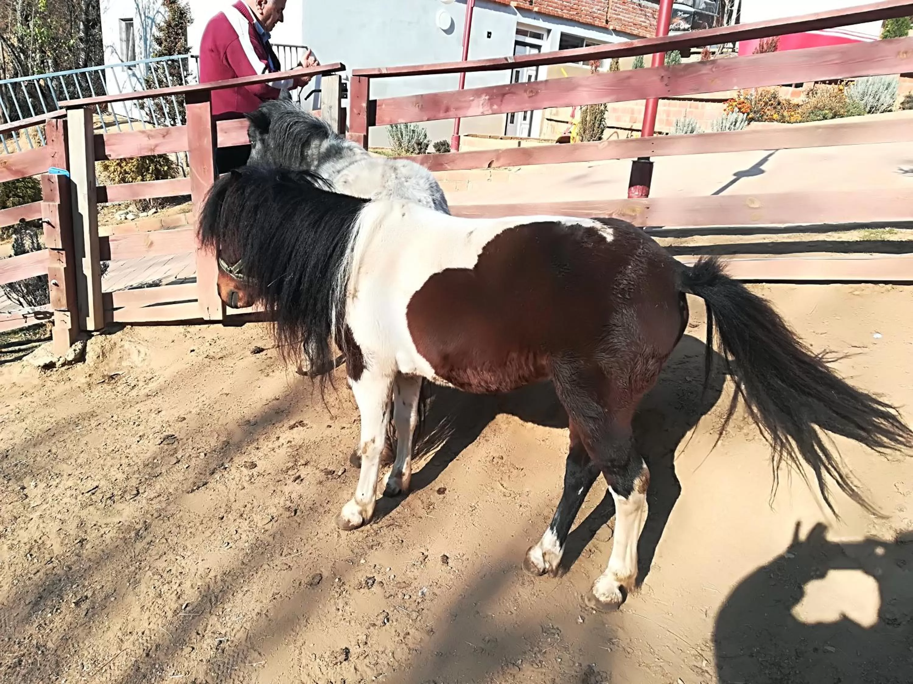 Animals in Etno selo Vile Jefimija, selo Preobrazenje, Vranje