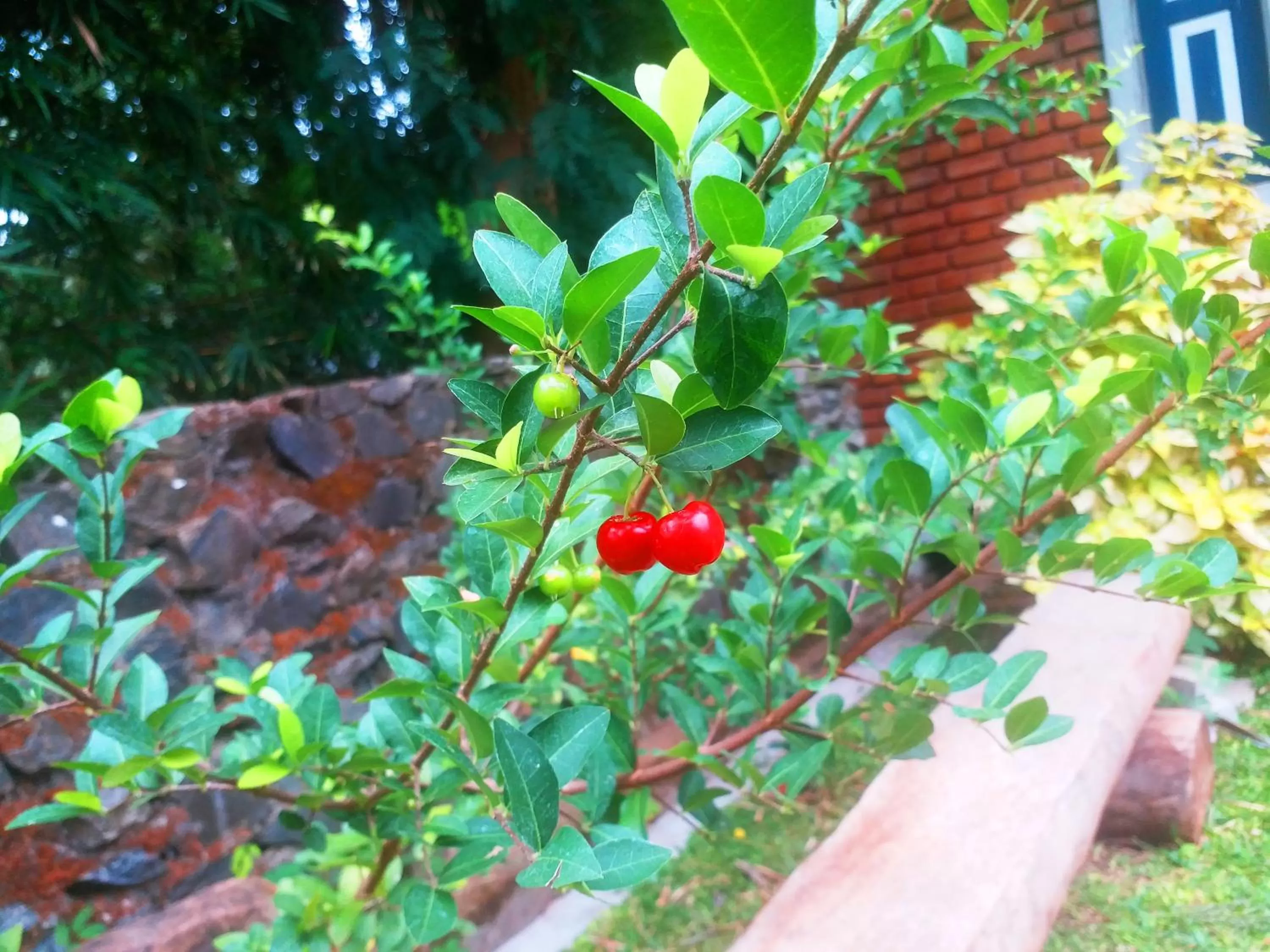 Garden in Honey Tree Polonnaruwa