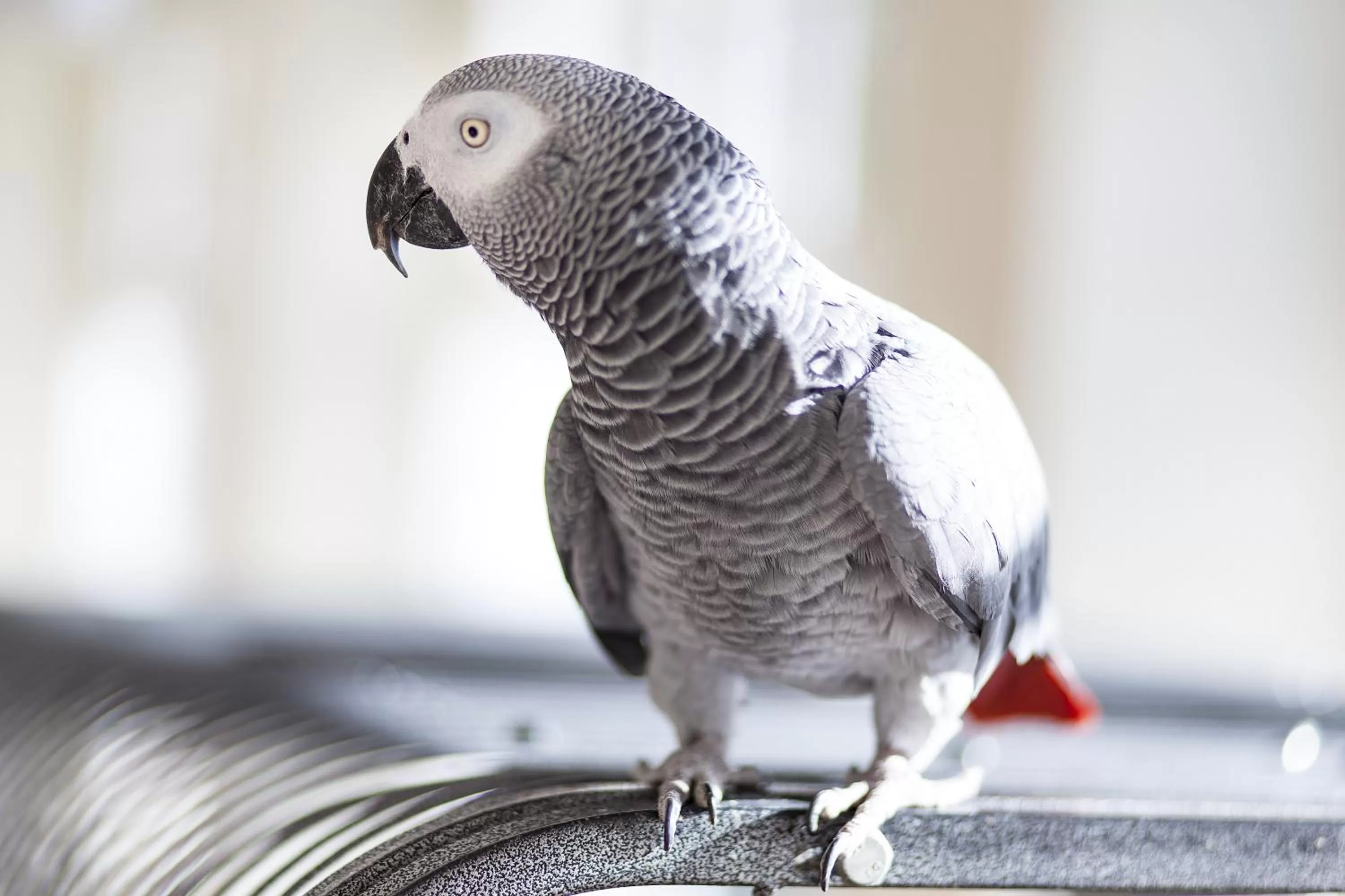 Pets in Kurhaushotel Bad Salzhausen