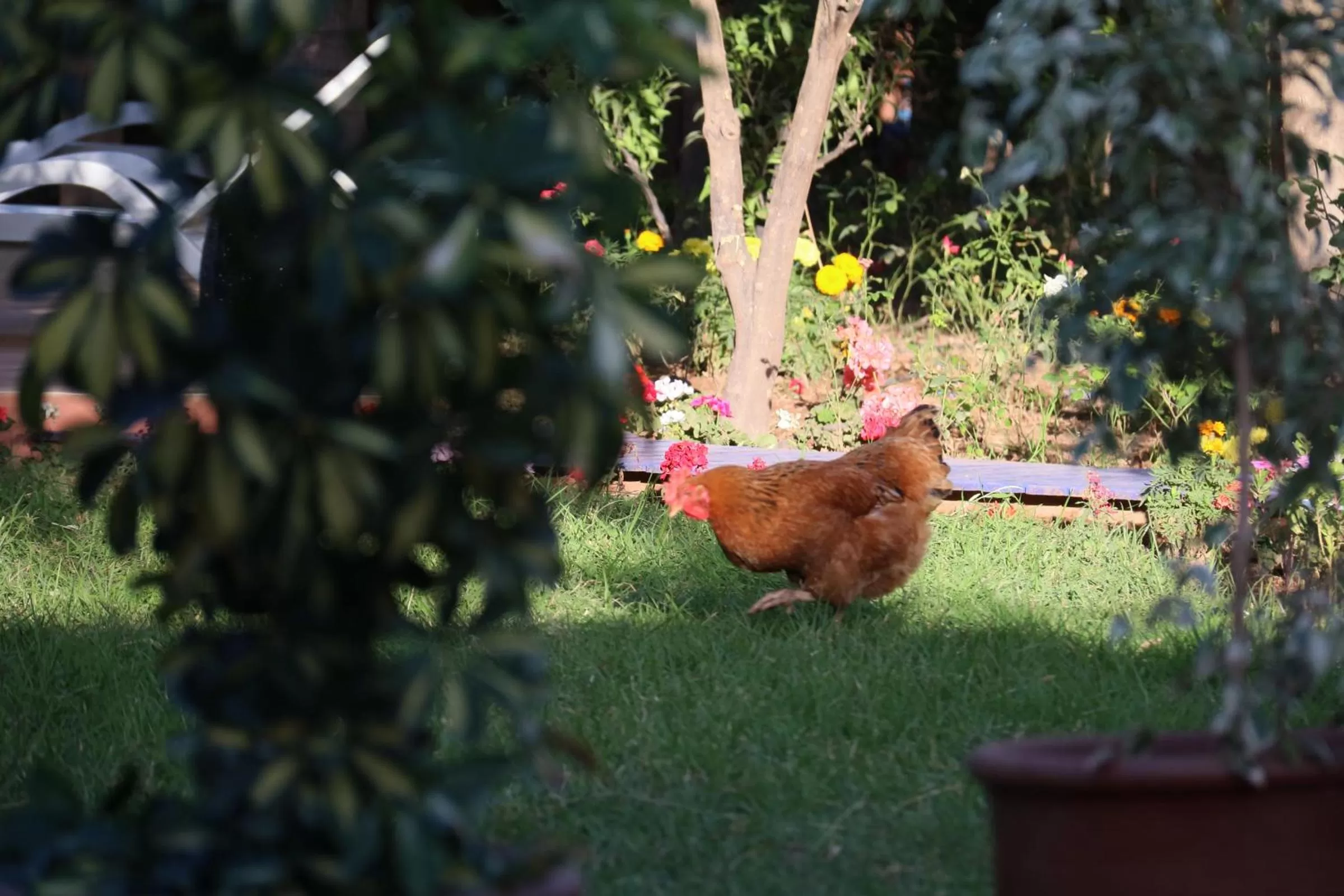 Garden, Other Animals in Le Bleu House