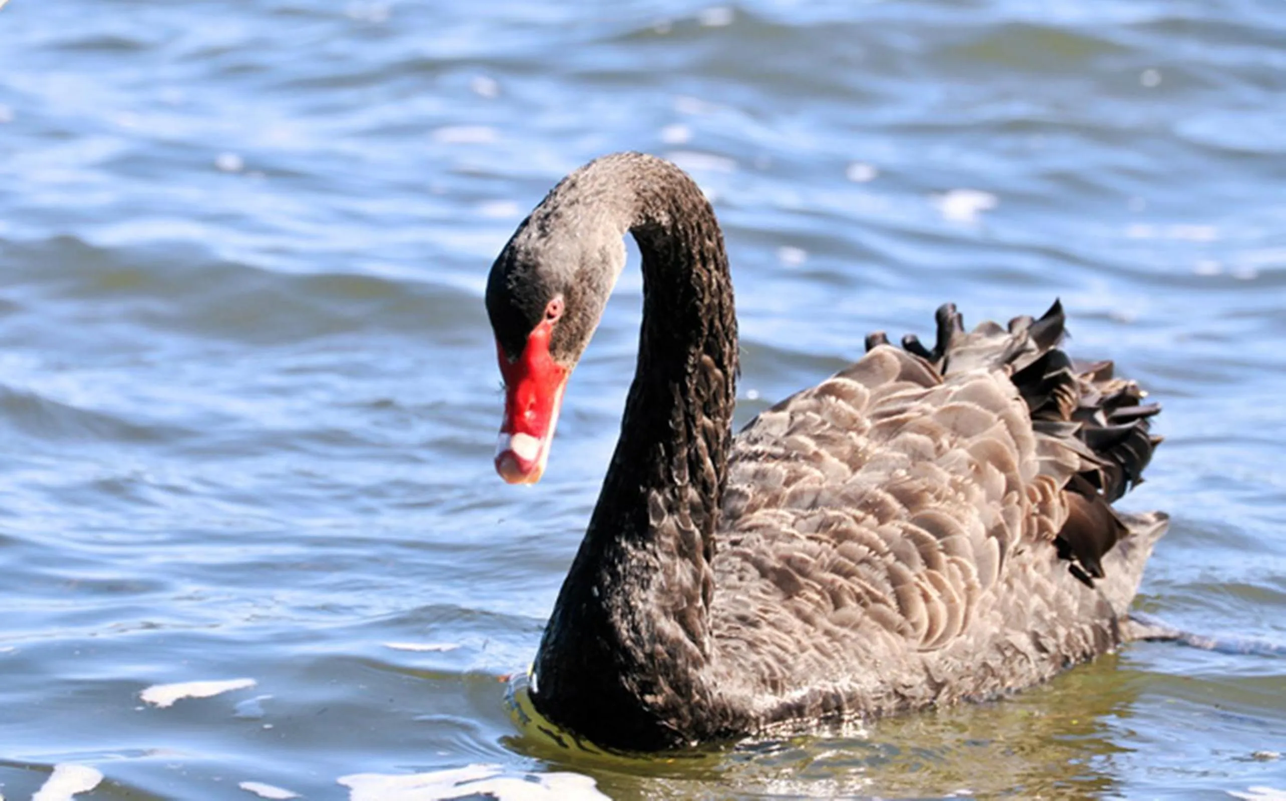 Animals in Black Swan Lakeside Boutique Hotel