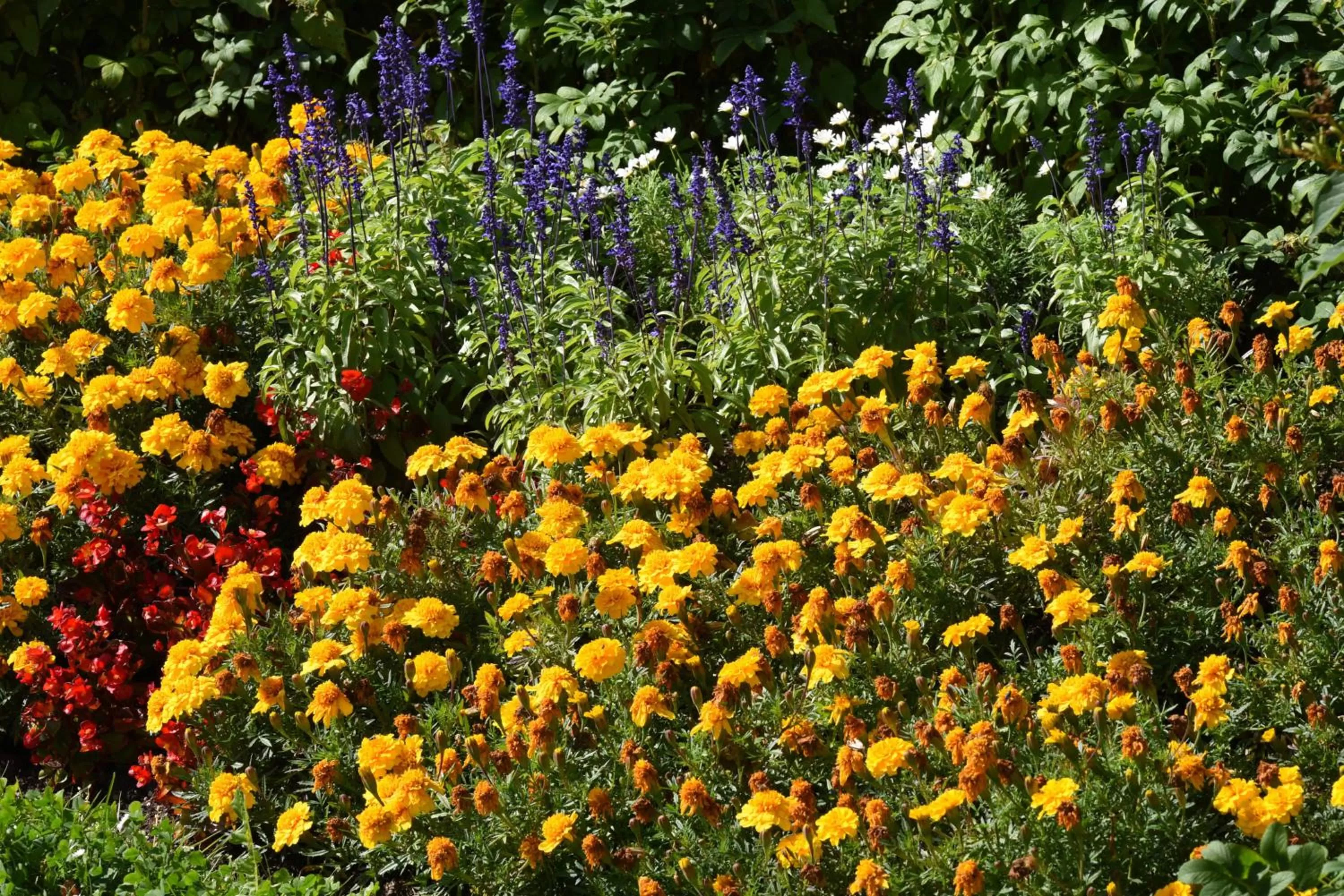 Spring, Garden in Hotel Sonneneck Titisee -Adults Only-