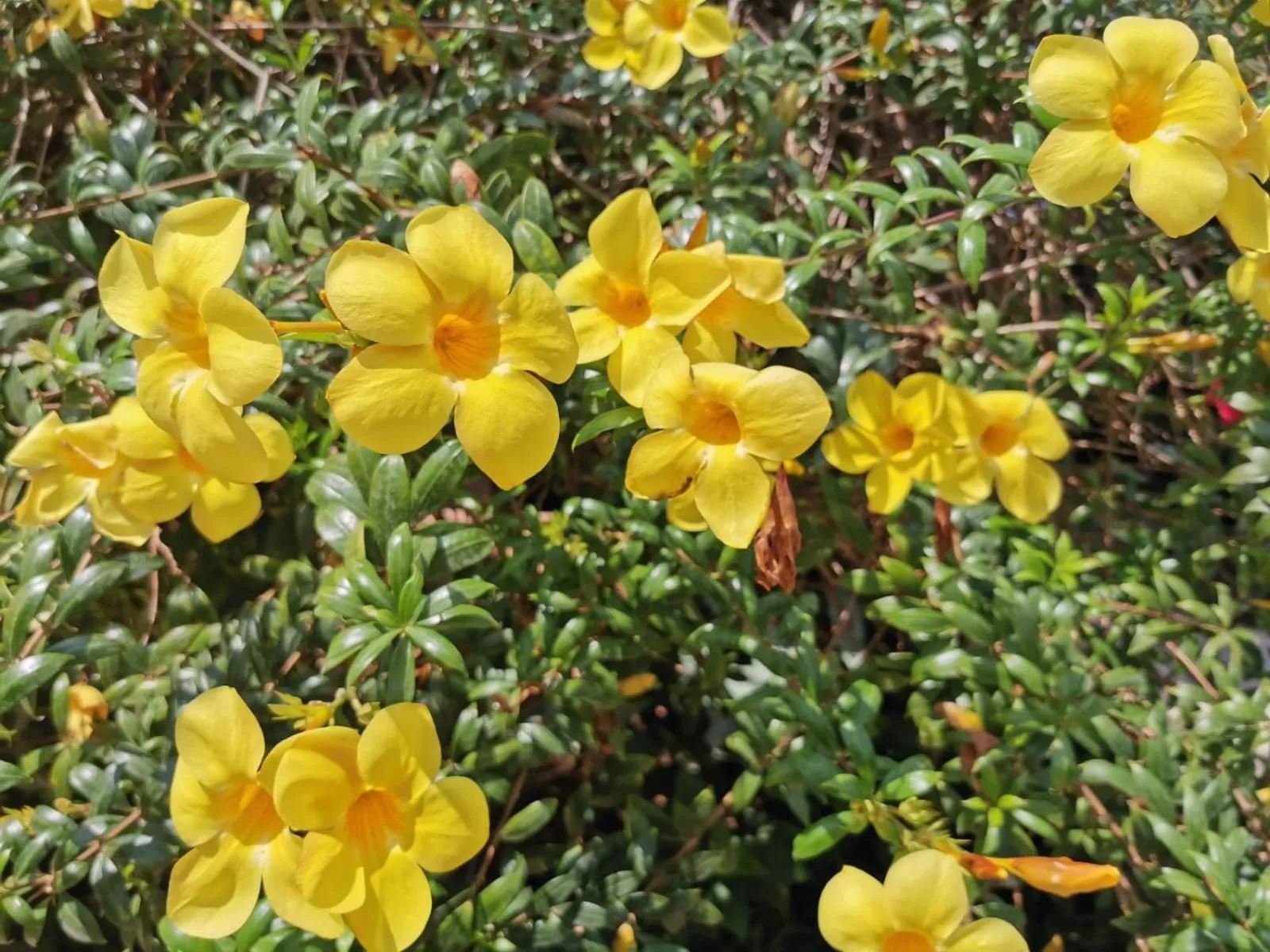 Garden view in Lanta Garden Home