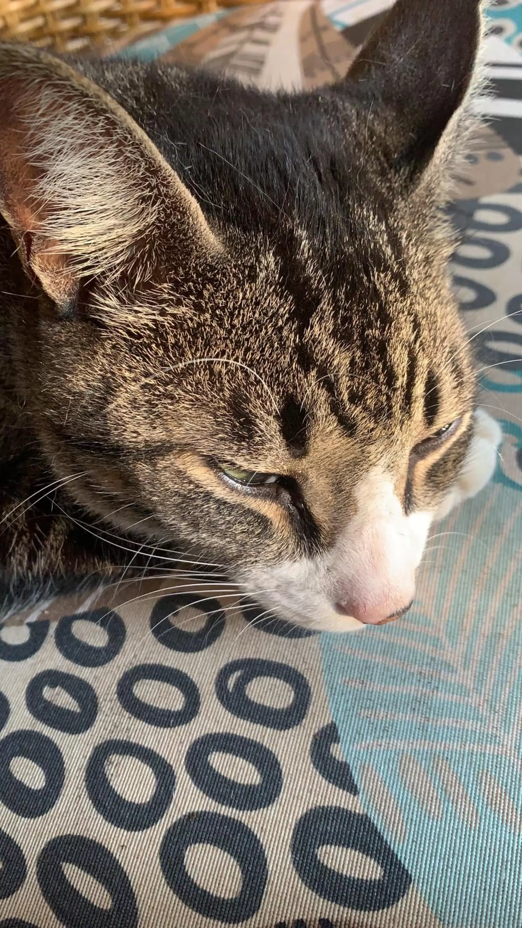 Pets in Beach House Floripa