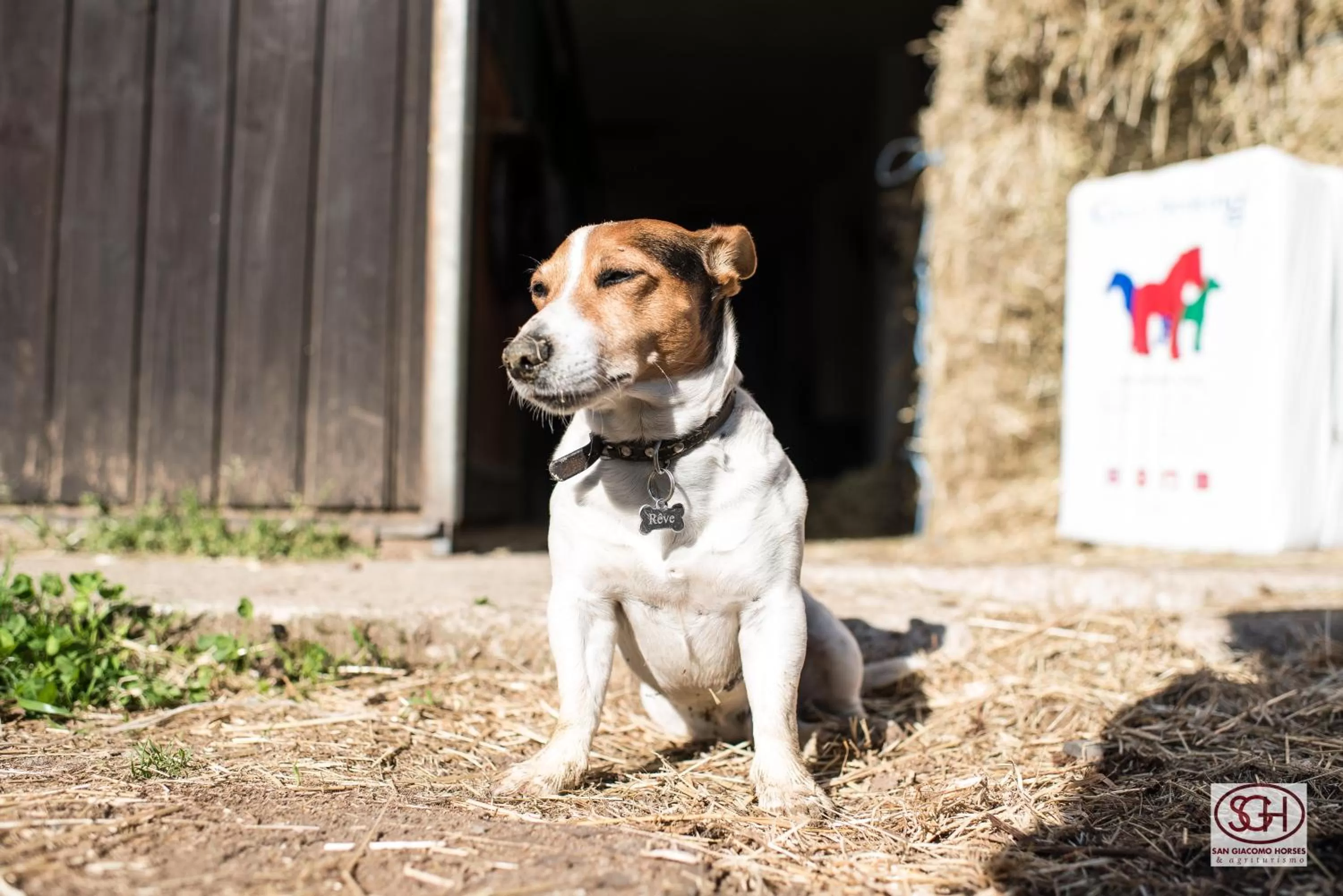Pets in San Giacomo Horses & Agriturismo