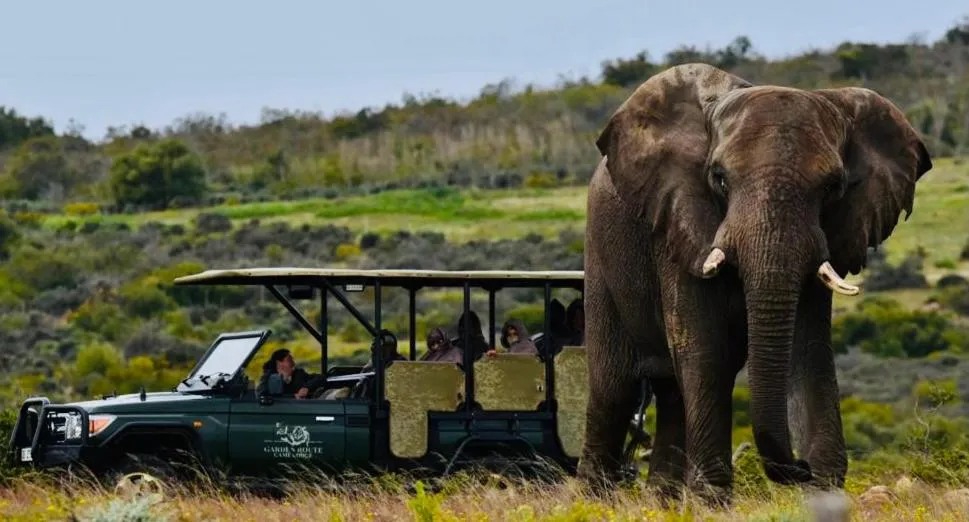 Natural landscape in Garden Route Game Lodge