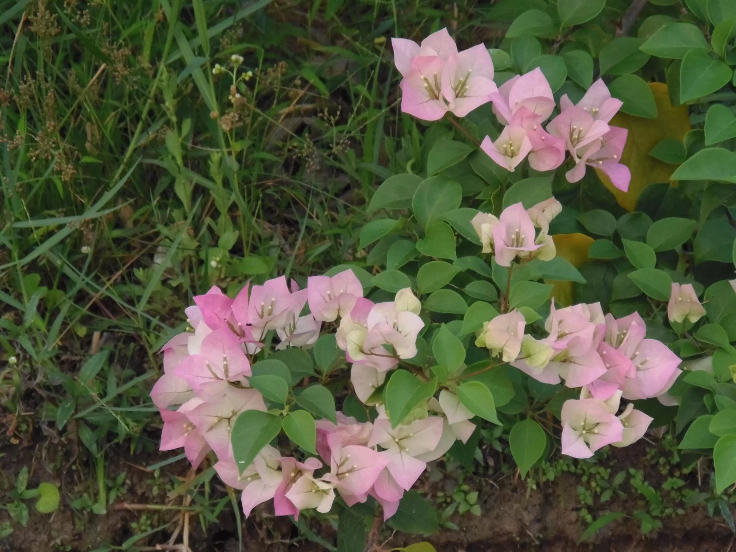 View (from property/room) in Pai My Guest Resort - SHA Plus