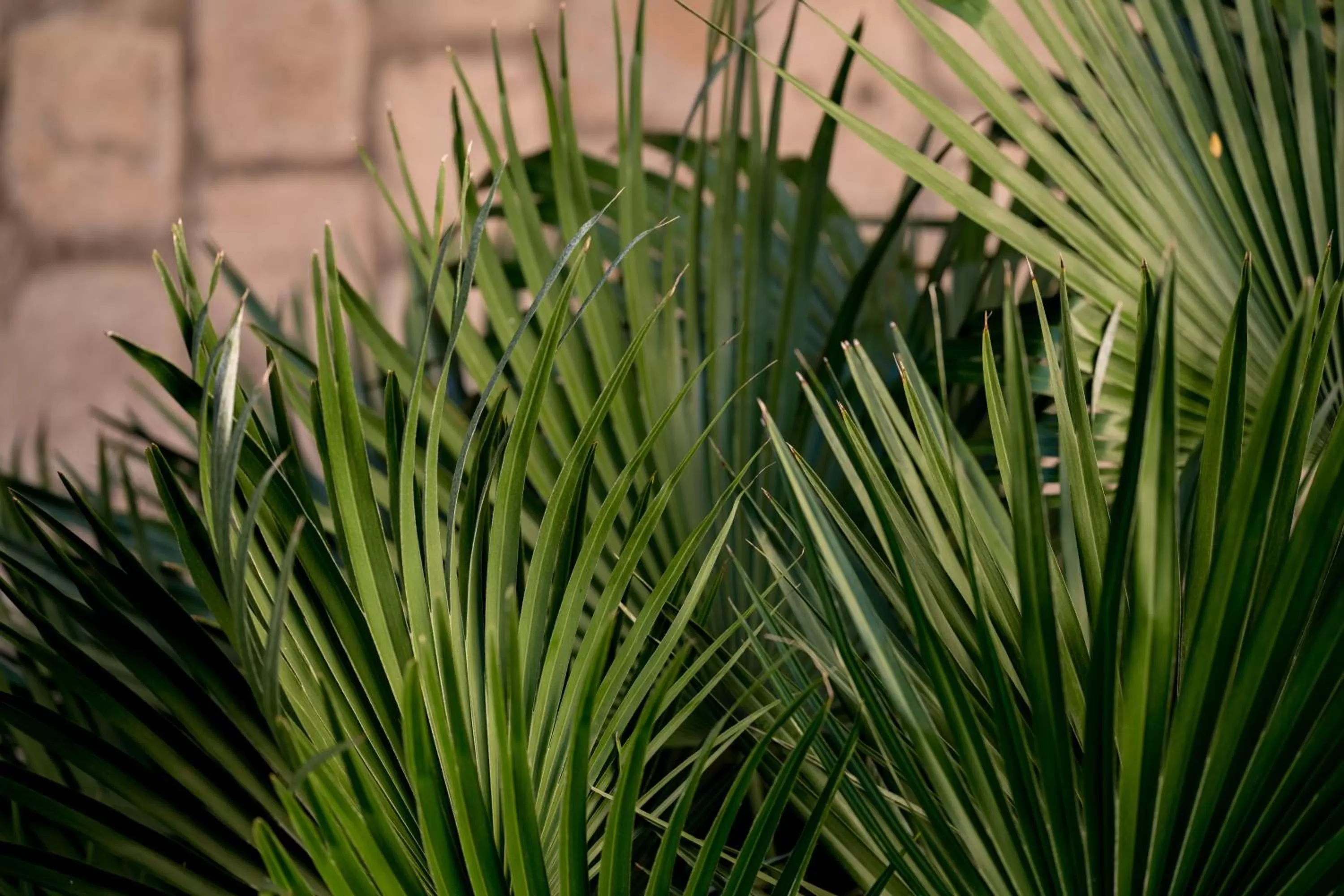 Garden in B Montmartre