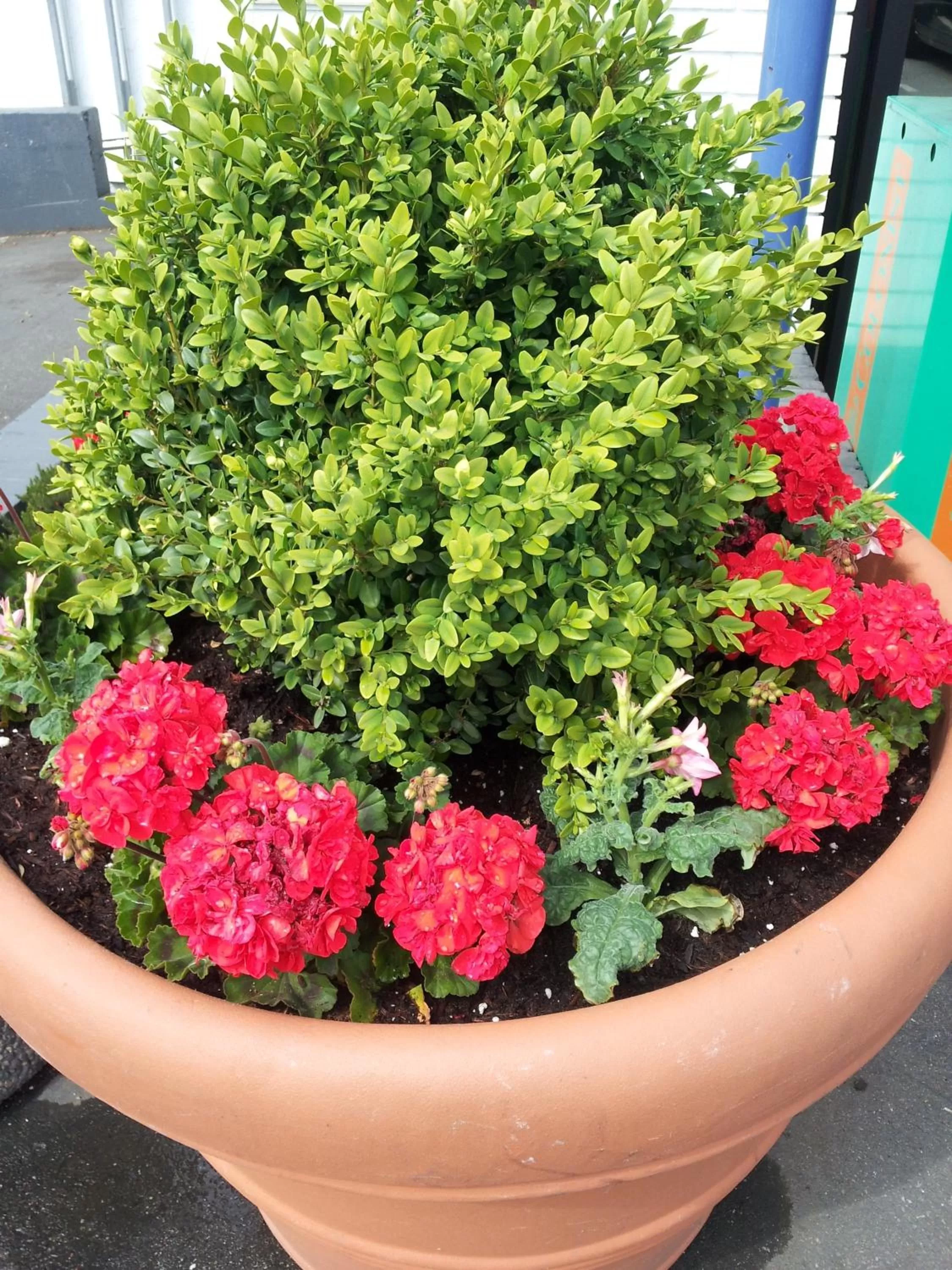 Garden in Arbutus Inn