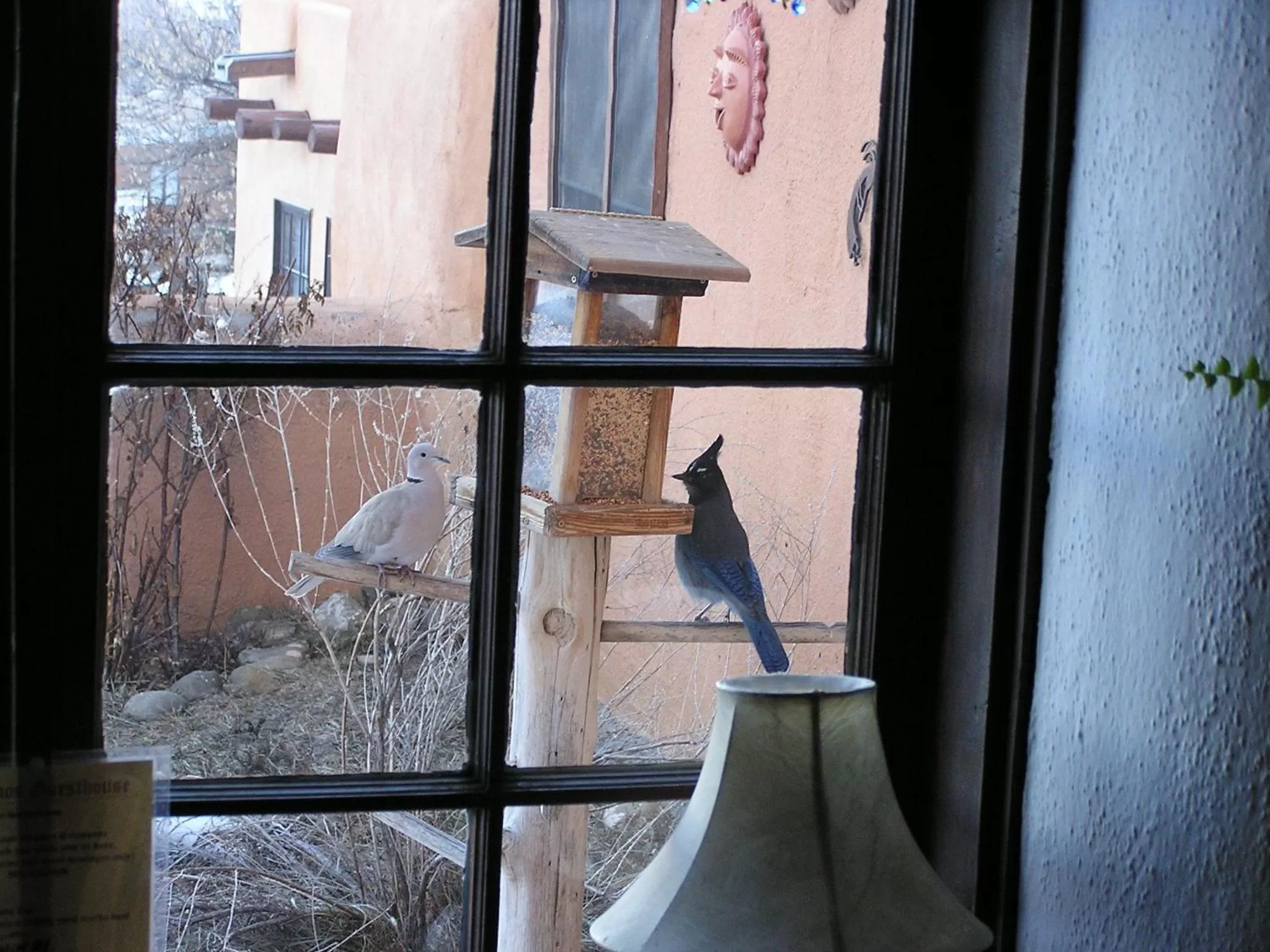 Animals in Old Taos Guesthouse B&B
