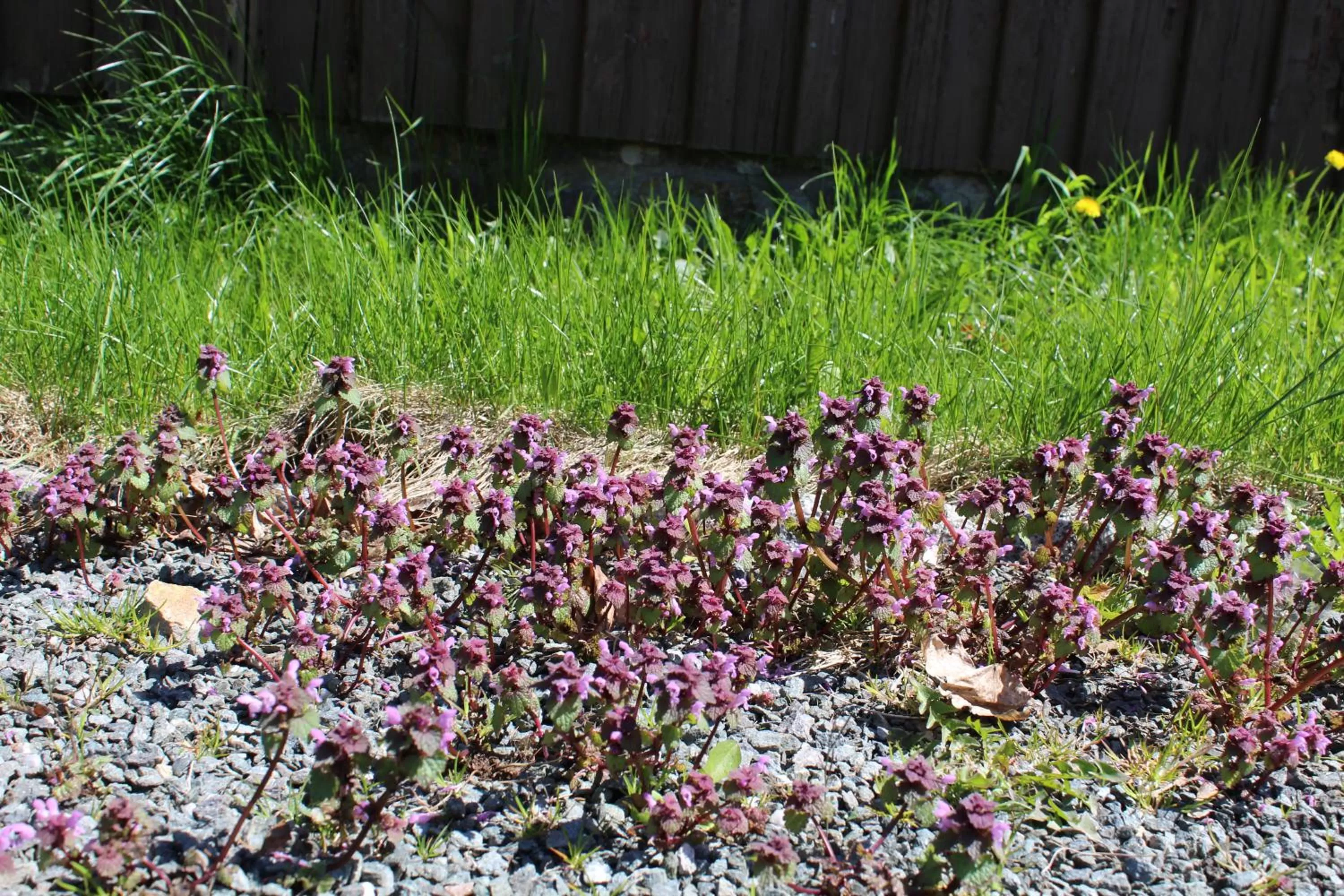 Natural landscape, Garden in Waldgasthof Bad Einsiedel