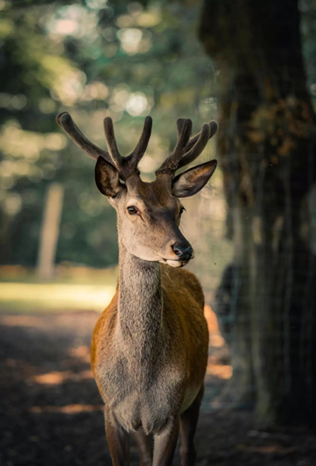 Other Animals in B&B en SPA Landgoed Matanze
