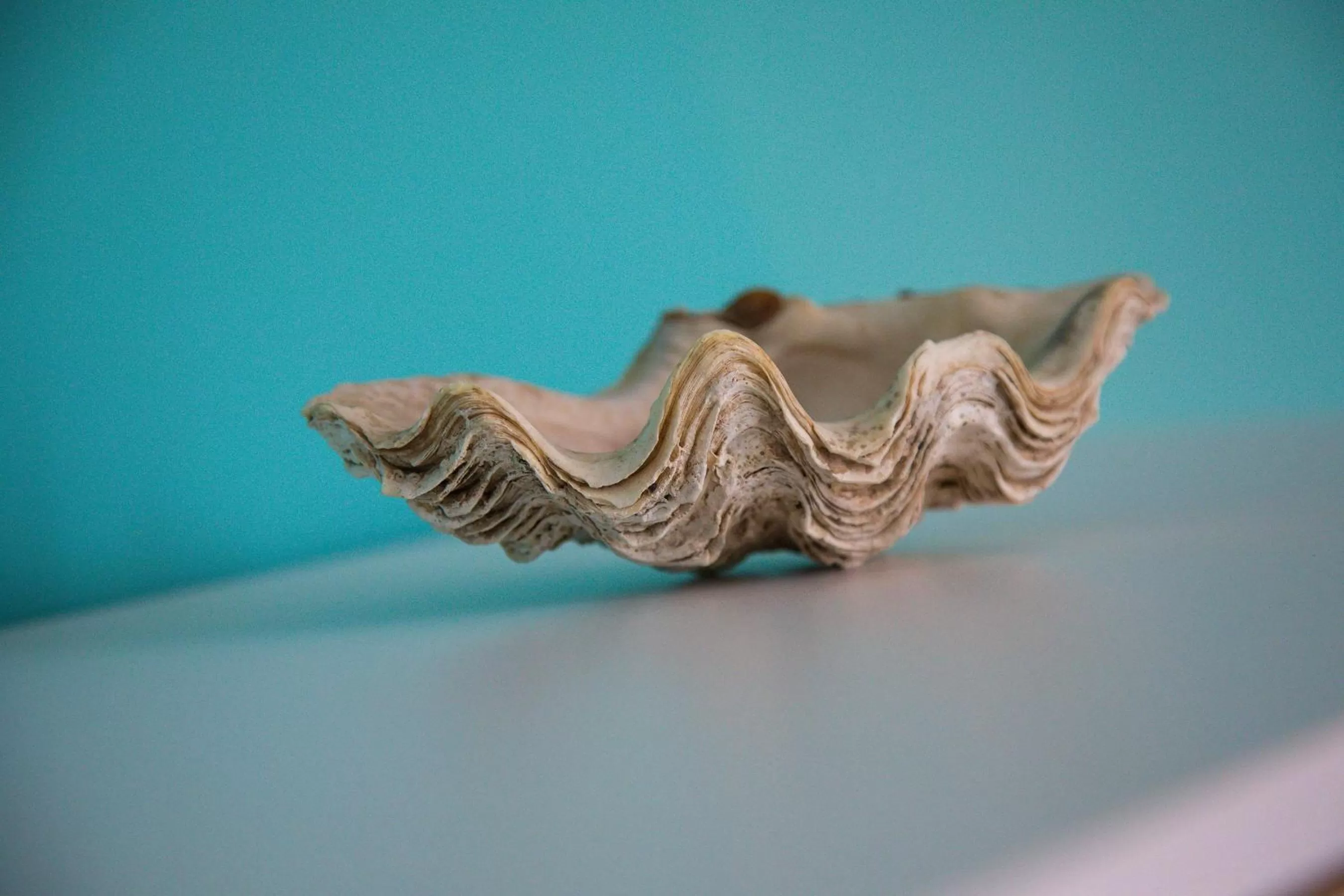 O'Myosotis - 400m Centre Historique - Parking Gratuit - Piscine et Jardin