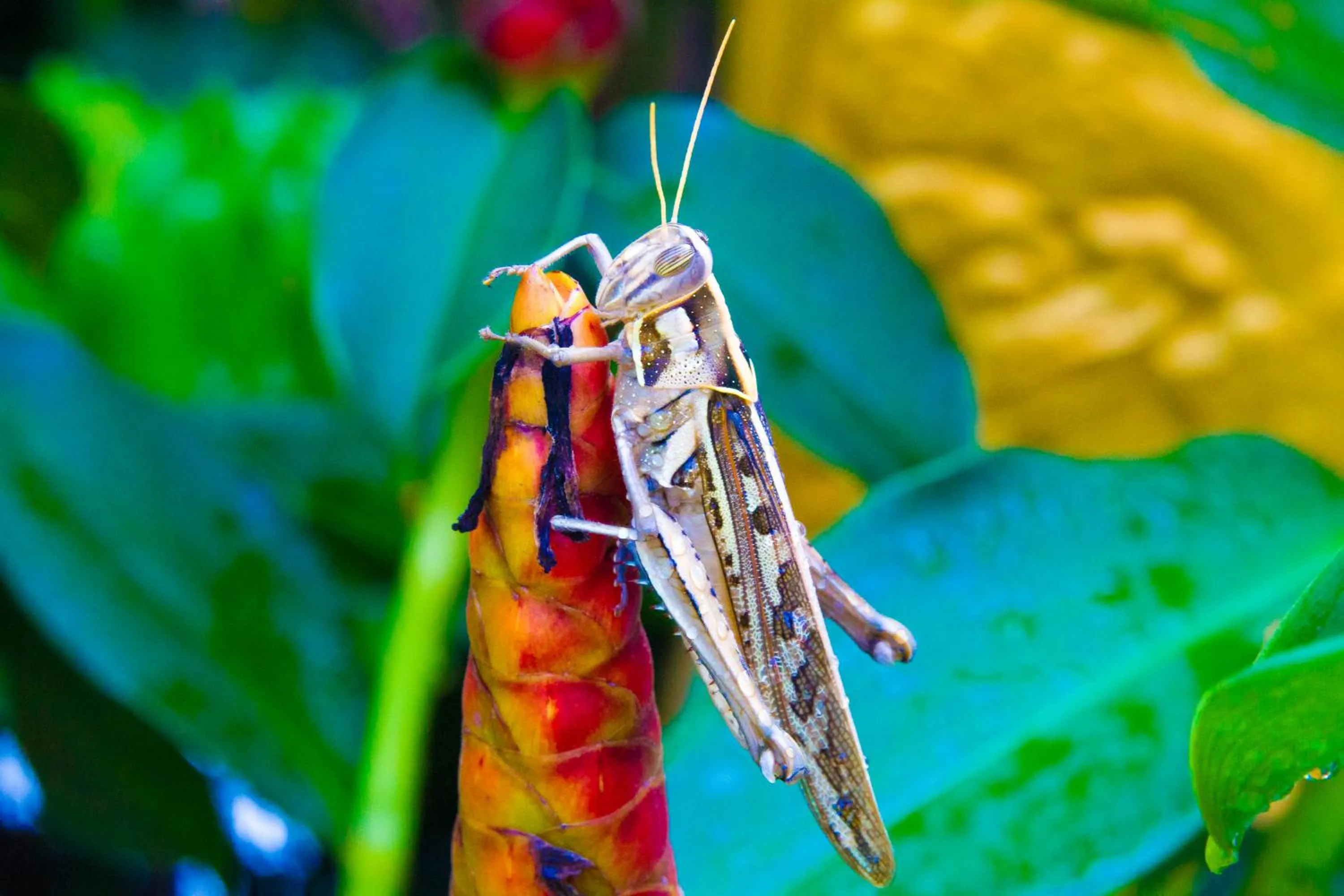 Garden in Good Time Resort