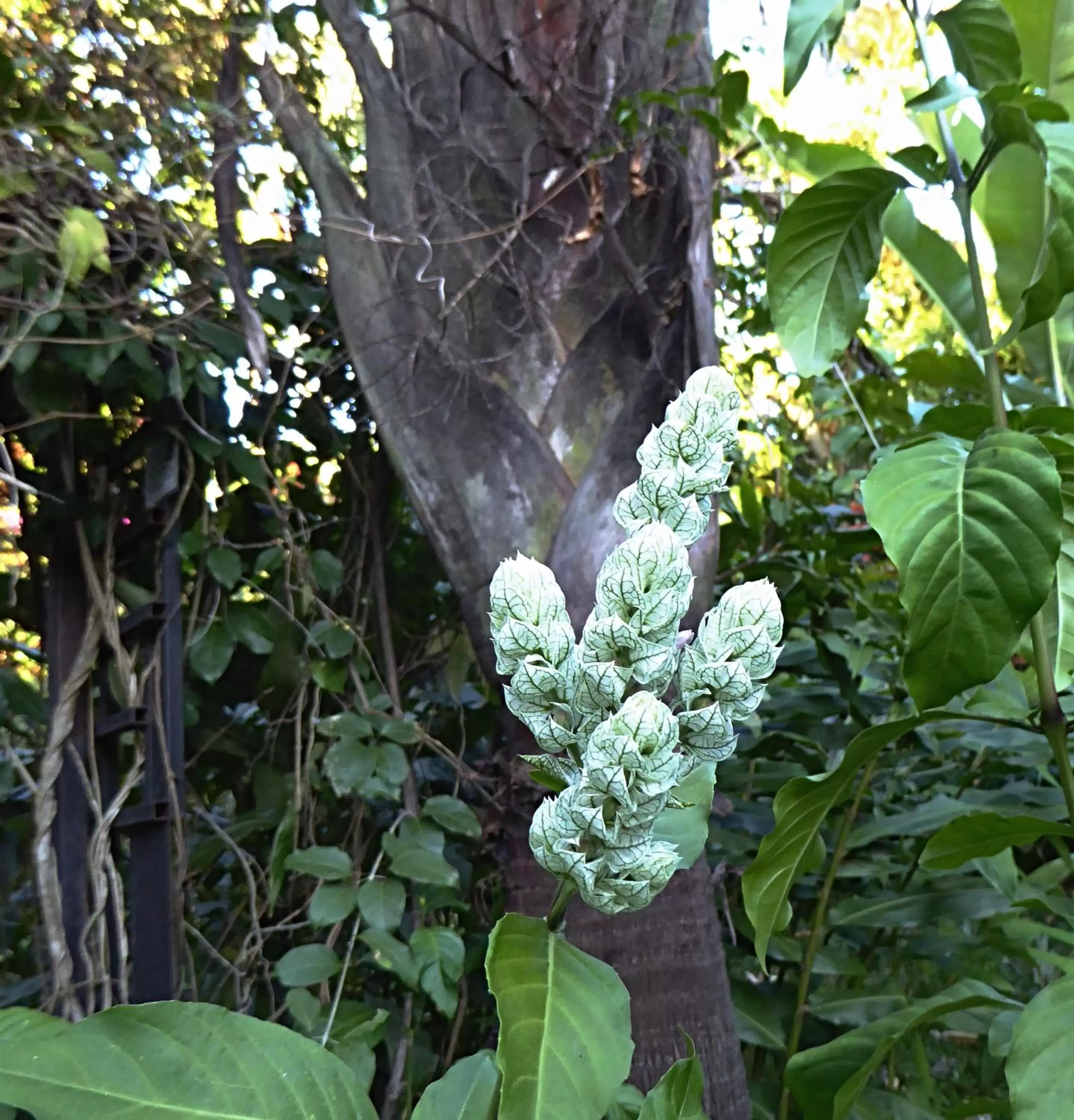 Garden in Pura Vida Hotel