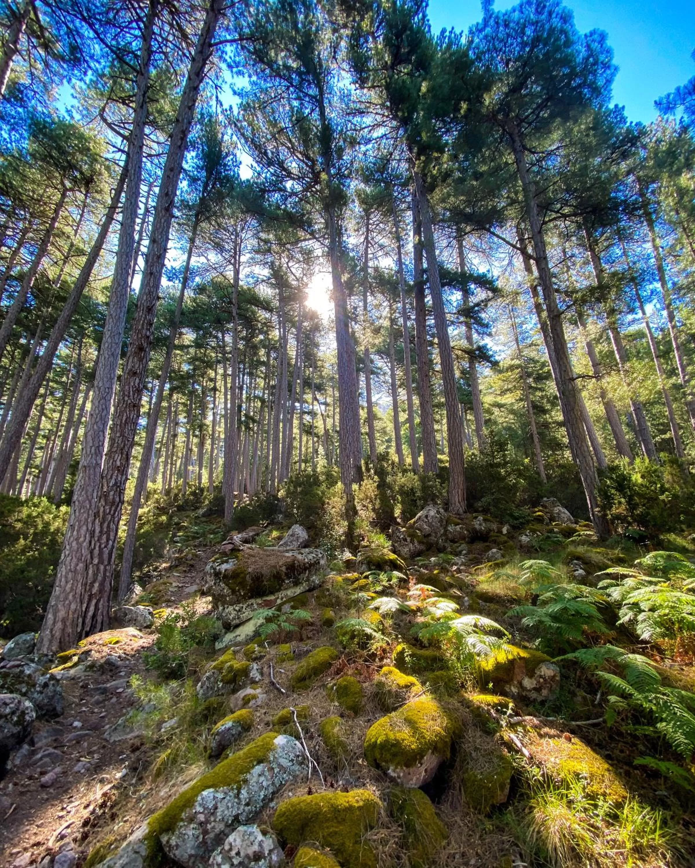 Auberge De La Foret Bonifatu