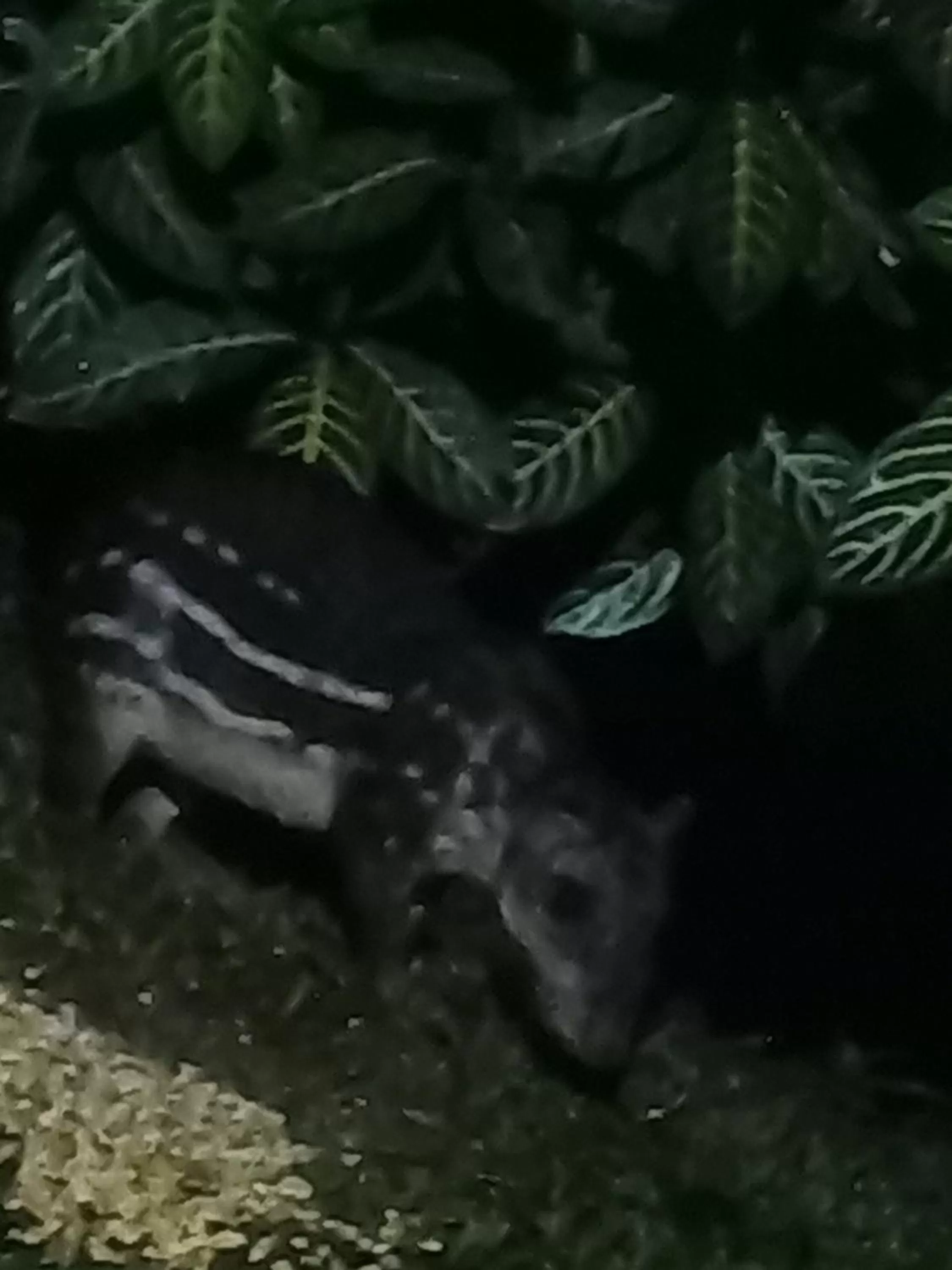 Other Animals in La Purruja Lodge