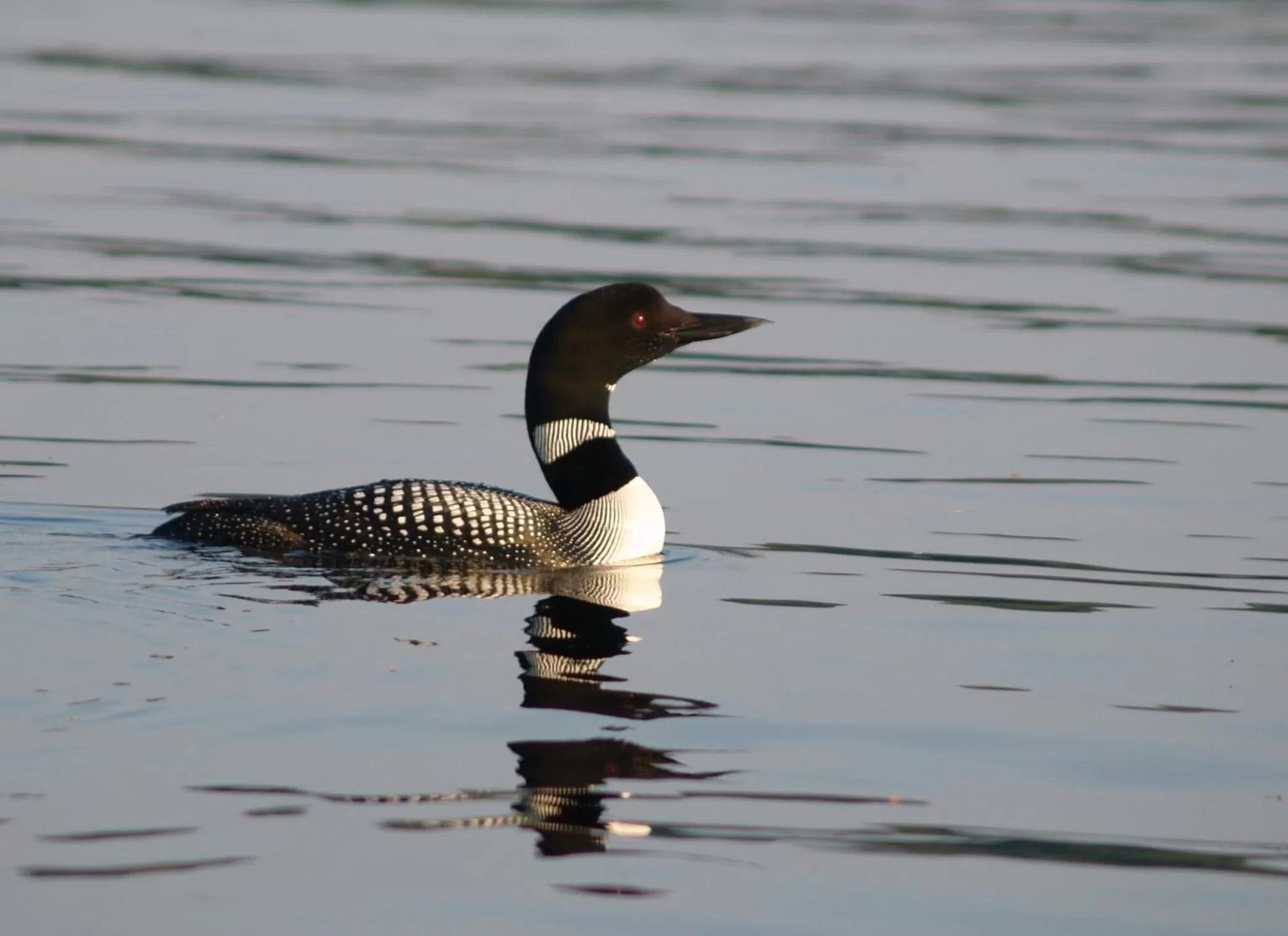 Animals in Wilson Lake Inn