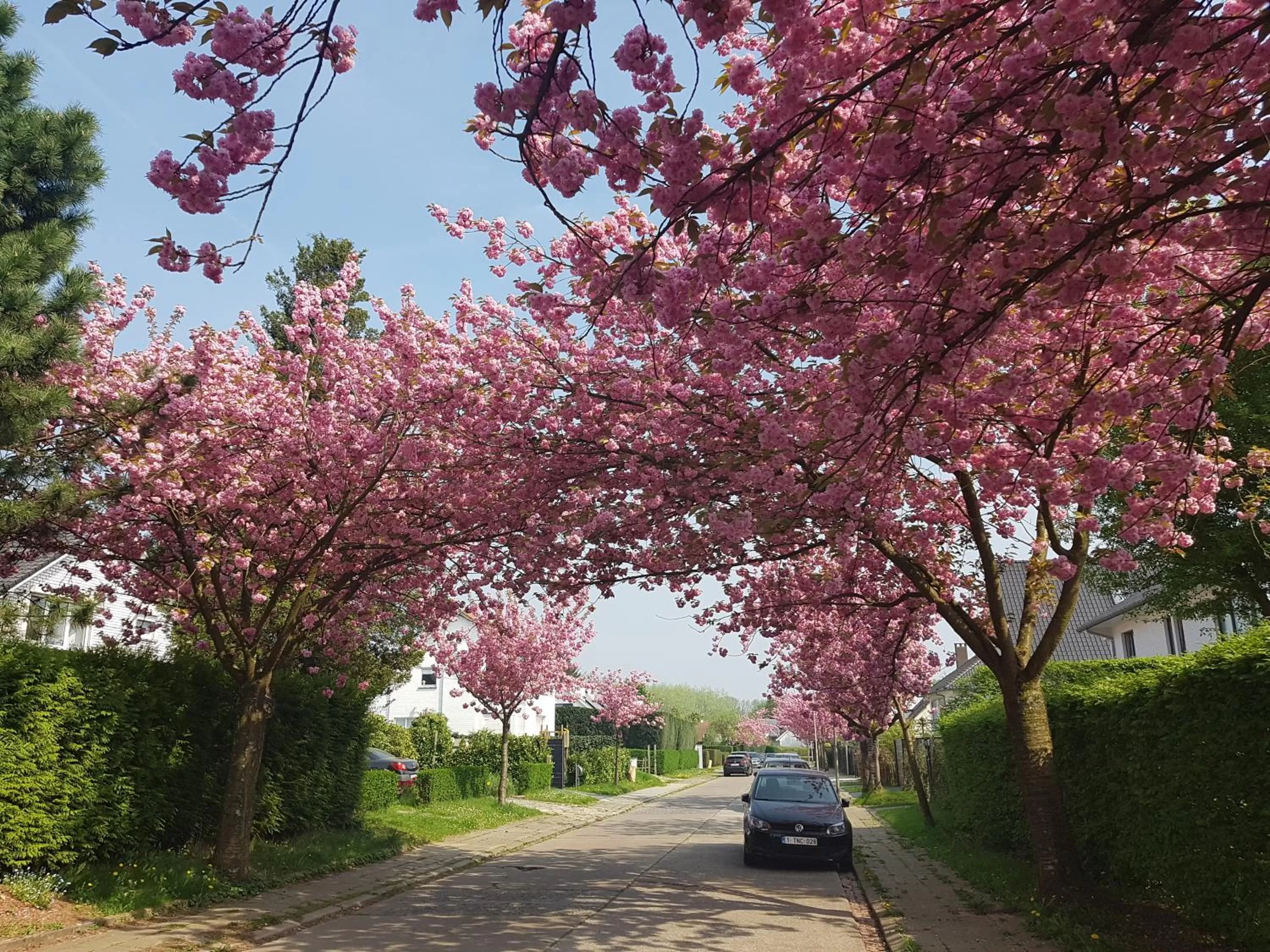 Spring in B&B prince d’Orange Waterloo