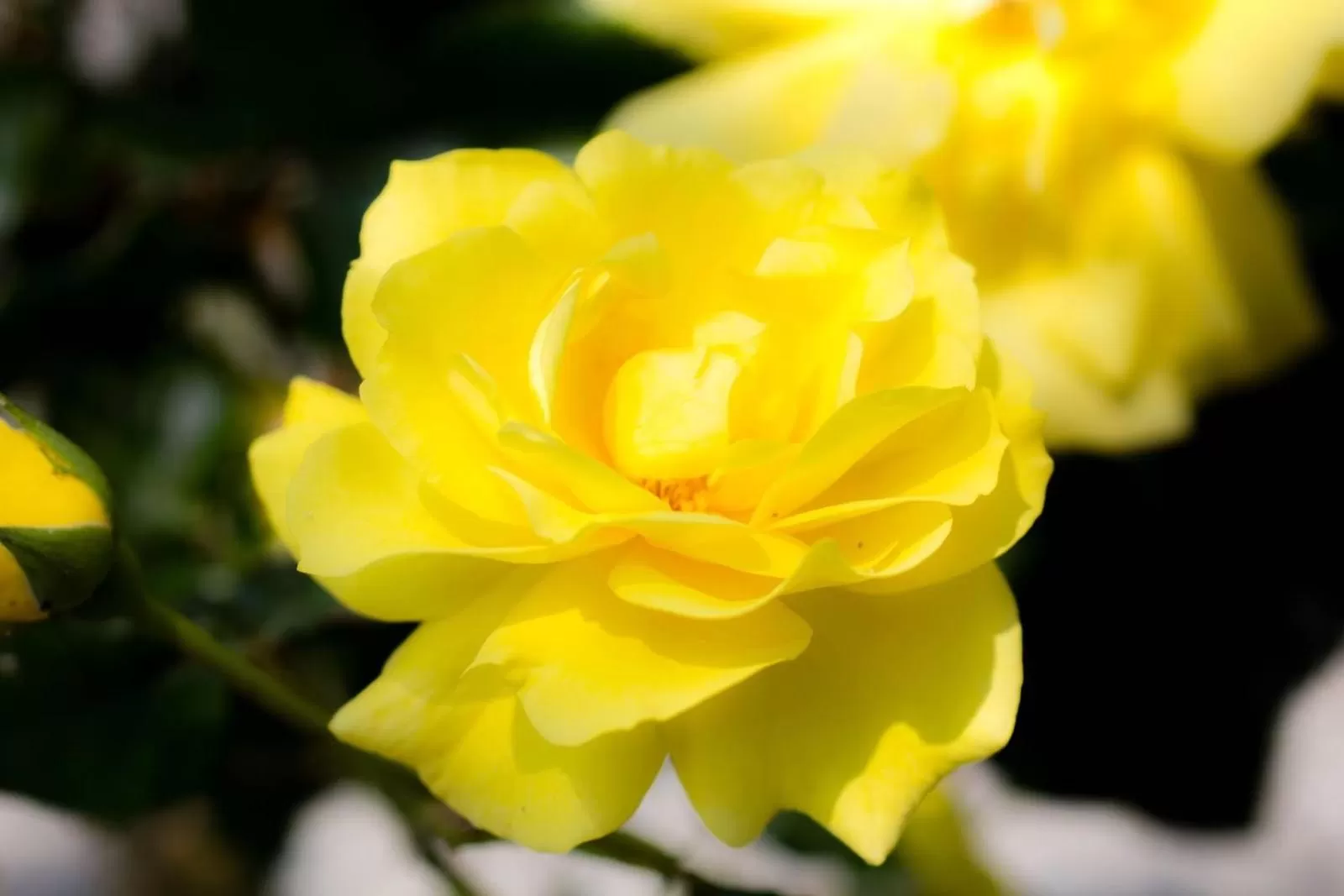 Garden in Kathleens Country House