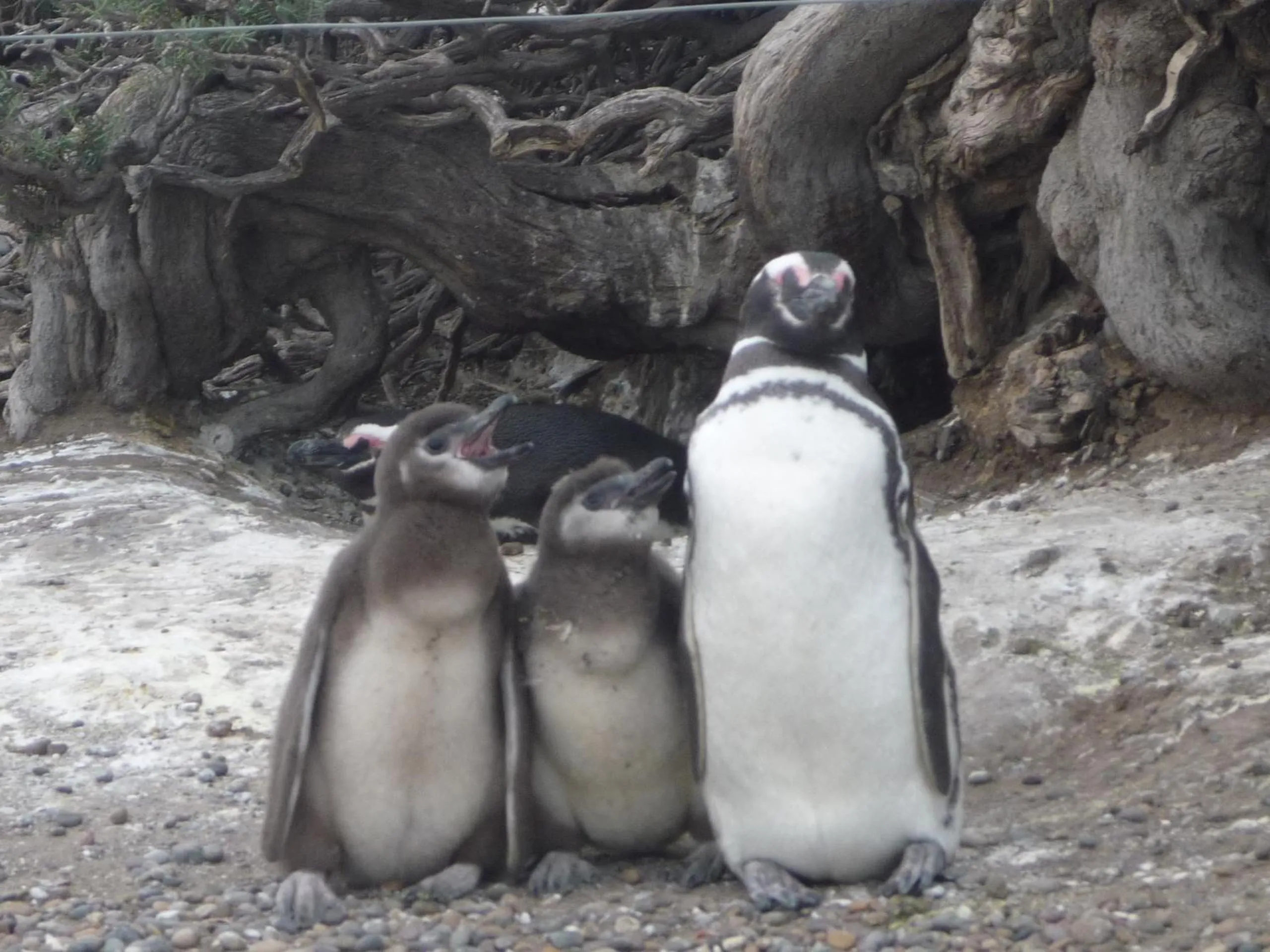 Activities, Other Animals in Hotel Rayentray Trelew