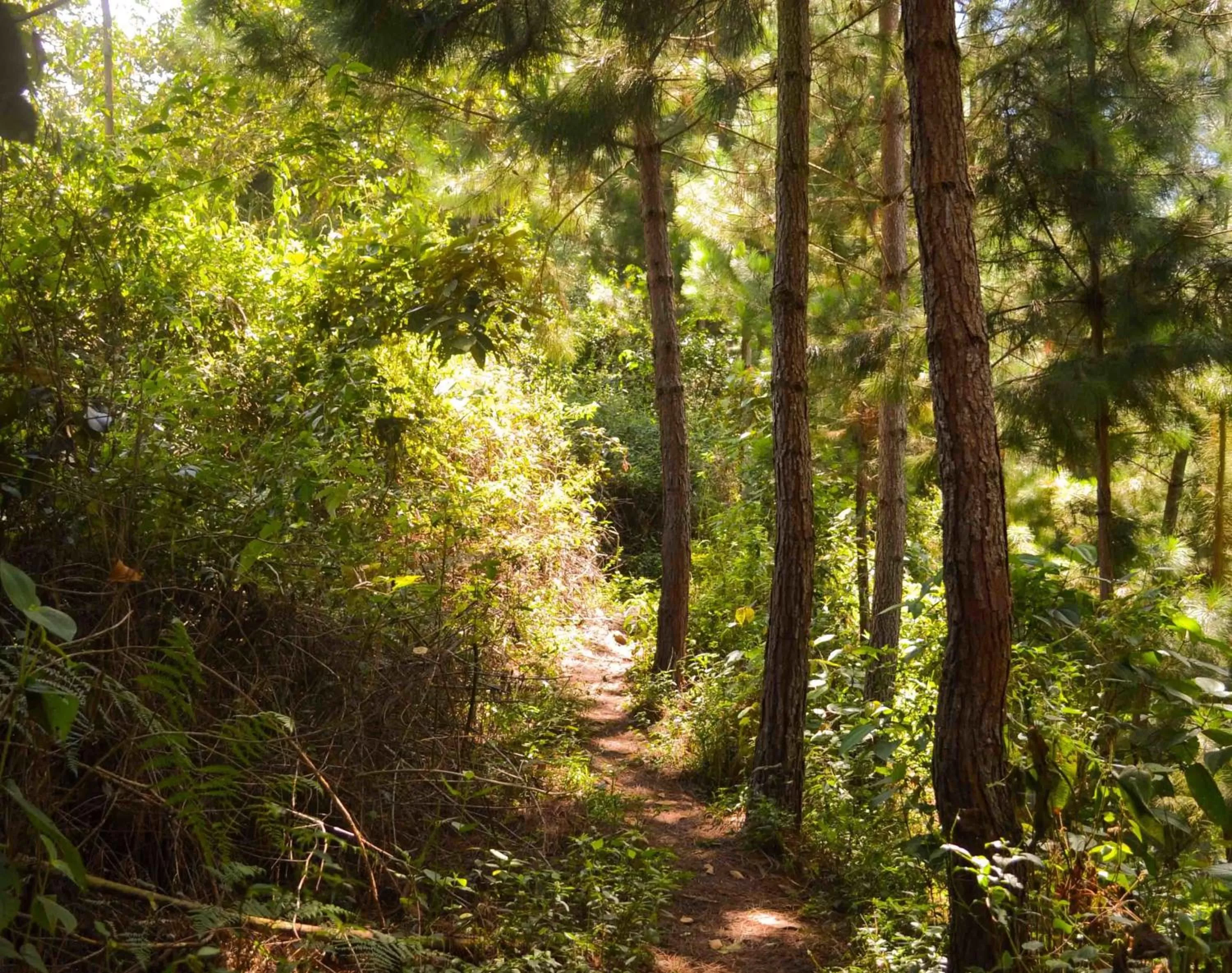 Hiking, Natural Landscape in Eco Lodge La Juanita