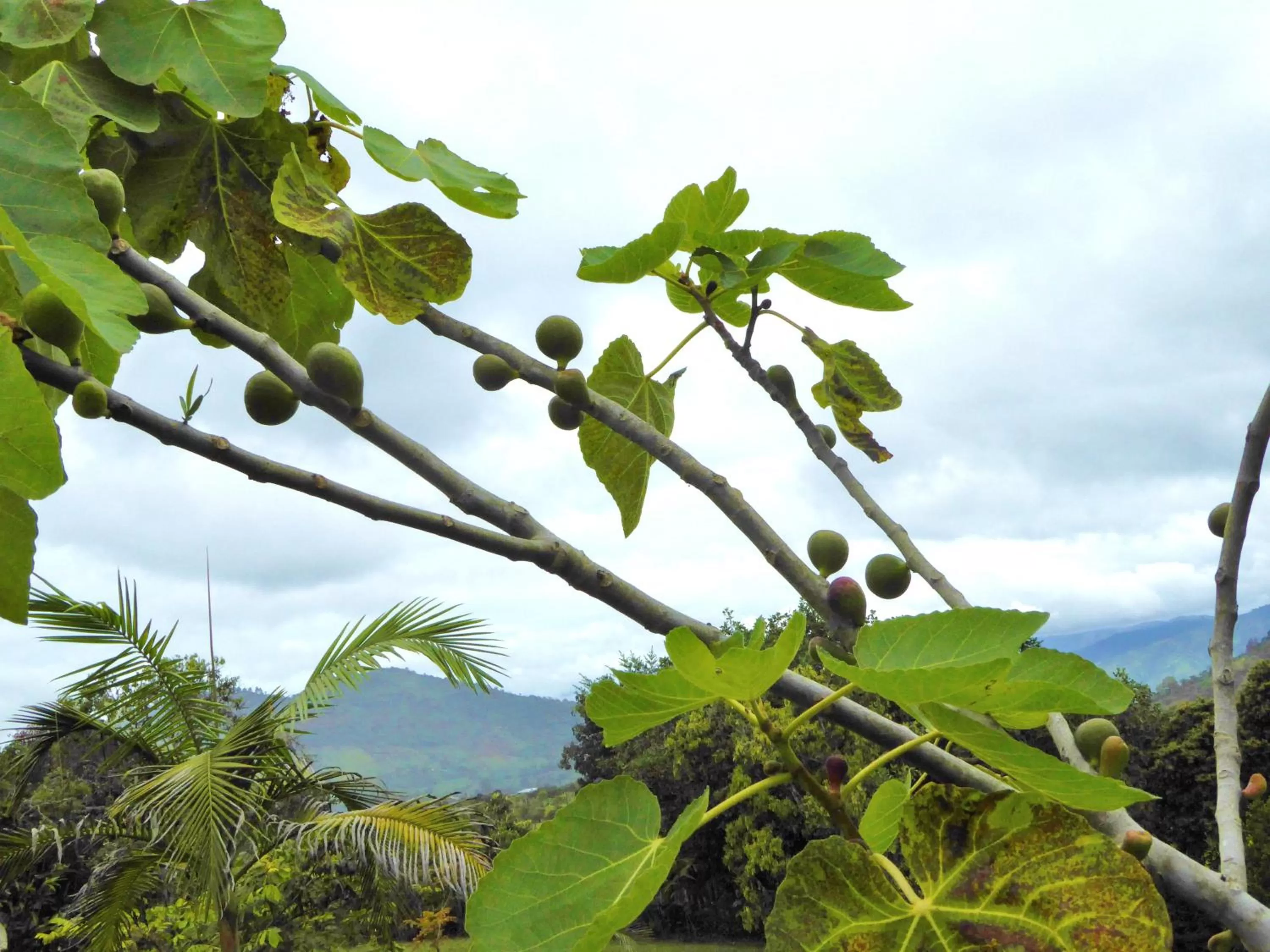 Garden, Natural Landscape in Finca El Cielo