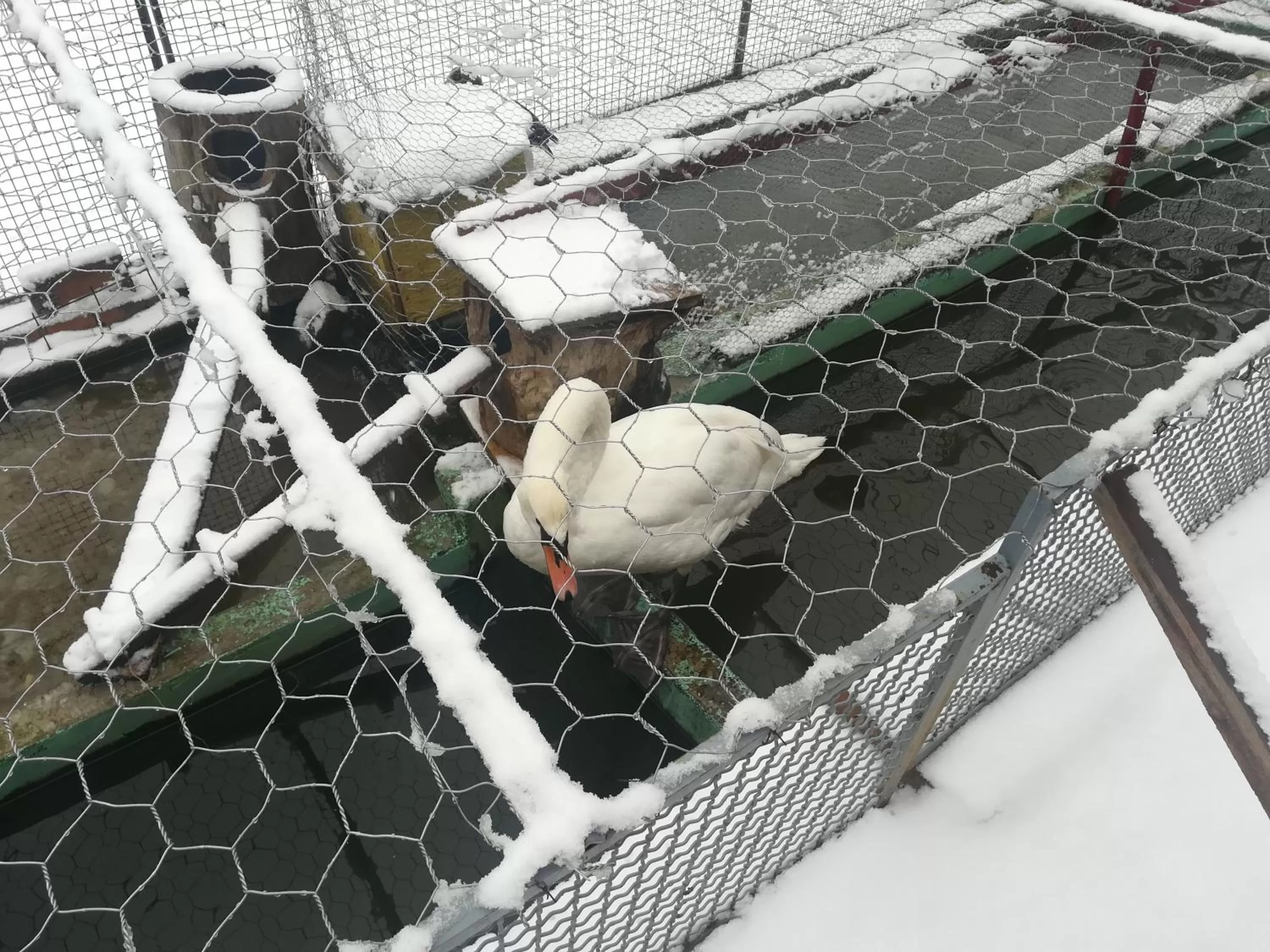 Animals in Etno selo Vile Jefimija, selo Preobrazenje, Vranje